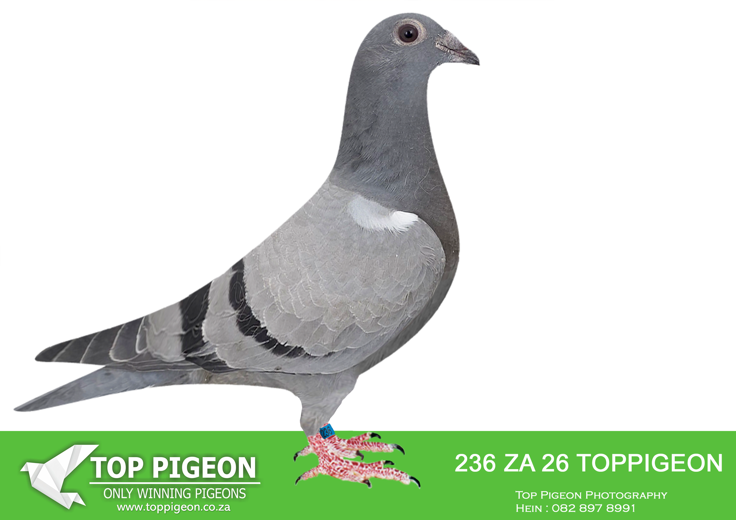 LOT 12 BENEKE LOFTS – ZA 26 TOPPIGEON 236 (SEND ME TO ONE LOFT)-SIRE:17 ZA TOPPIGEON 25.SAME BRED AS EQUAL WINNER FINAL RACE SAIPR SUMMER 2025. 2ND PAID PIGEON WINNING R150 000.00. 3RD HOTSPOT 2 225KM – EQUAL WINNER – WINNING R15 000.00—————DAM:25954 ZA SANPO 24 Beneke Lofts. DAM IS CARNIVAL LOFT WINTER SERIES 2024 1ST PLACE OUT OF 1021 PIGEONS IN THE FINAL FROM HANOVER WITH AN AVERAGE SPEED OF 1178,066M/MIN 1ST PLACE IN THE KNOCK OUT COMPETITION .SEE PEDIGREE!!!!