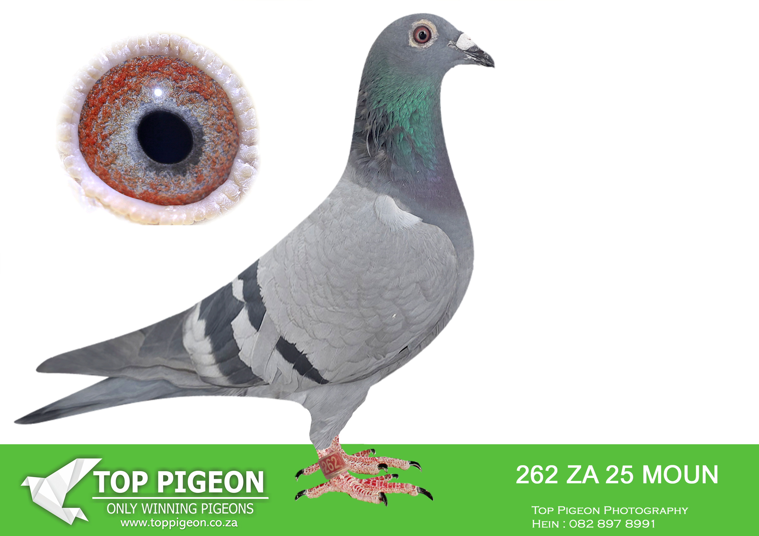 LOT 19 FERDIE LUBBE “MOUNTAIN LOFTS” – ZA 25 MOUN 262 -SIRE:ZA 22 MOUN 435 .Alias “TRUE IMAGE” Strain: MOUNTAIN LOFTS Color: BLUE BAR ”TRUE IMAGE” ZA23 MOUN 435 PERFORMANCE -2024 1ST ACE ALLROUND TPA – 2024 1ST ACE OPEN SERIES TPA – 2024 1ST ACE WEST ROUT TPA 10 WEEKS IN A ROW FROM 339KM TO 680KM – 2024————DAM:ZA 19 MOUN 693.Alias “SHE’S GOLD” Strain: MOUNTAIN LOFTS GOLD Color: BLUE BAR PIED 4 X WINNER SCORED 20 X IN UNION OVER 3 YEARS 4 UNION VERKEERDEVLEI 389KM 2020 4 UNION COLESBERG 641KM 2021 4 UNION REDDERSBURG 487KM 2022 4 UNION WINBURG 336KM 2022 12 UNION REDDERSBURG 487KM 2021 15 UNION VERKEERDEVLEI 389KM 2021 16 UNION VENTERSBURG 290KM 2021 31 UNION ALIWAL NORTH 579KM 2021.SEE PEDIGREE!!!