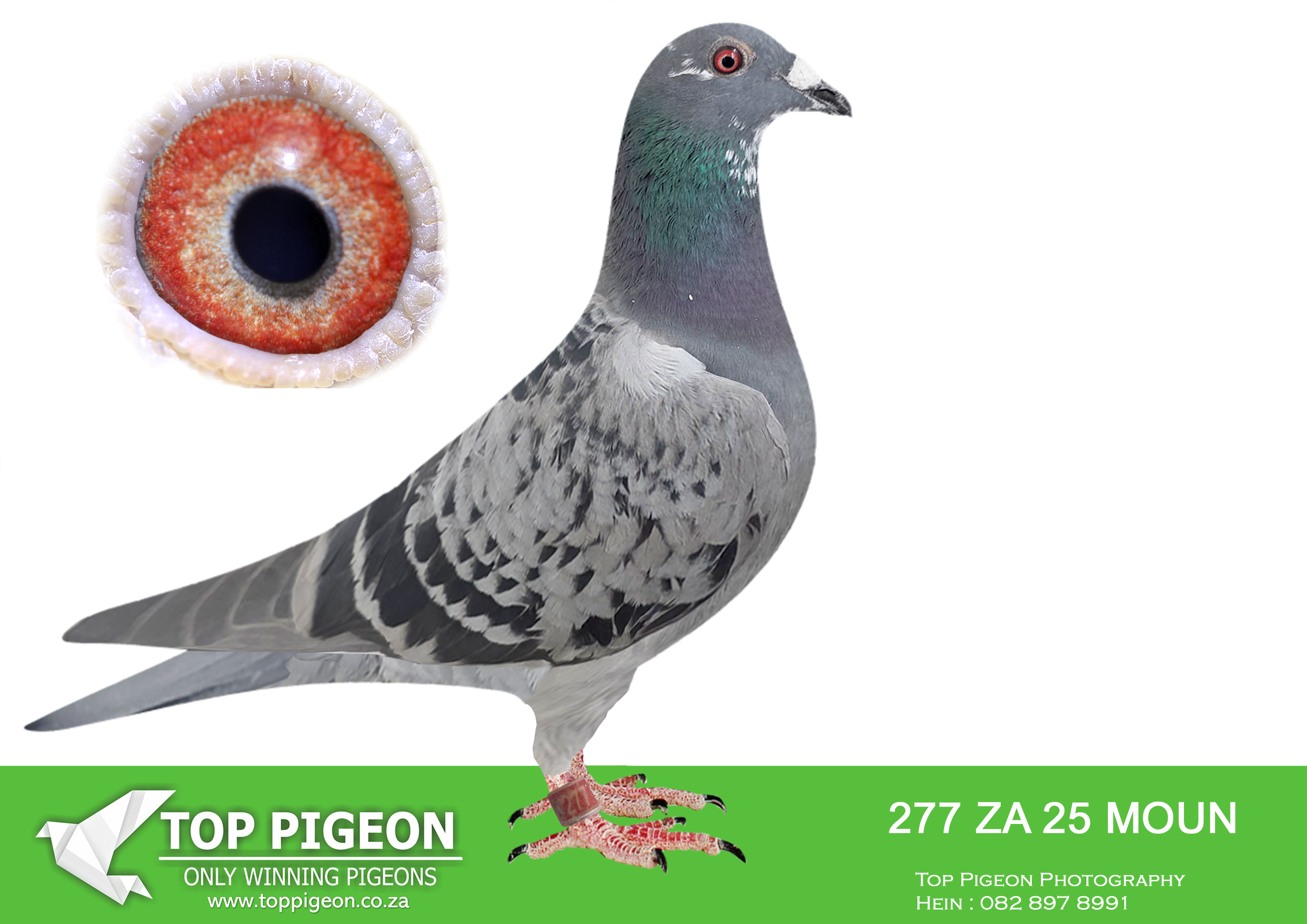 LOT 13 FERDIE LUBBE “MOUNTAIN LOFTS” – ZA 25 MOUN 277 -SIRE:NL 21 1035996.Alias “GAME CHANGER” Strain: MOUNTAIN LOFTS Color: BLUE CHECK PIED “GAME CHANGER” NL21 1035996 SIRE TO: ZA24 MOUN 003 – 1ST ACE SHORT DISTANCE PWDU 2025 SUPER BREEDER WITH ALL TOP PRODUCERS OUT OF DIRK VAN BULCK KITTELS, GREIPEL, GOEDE RODE , OLYMPIC ROSITA, KITTEL, KONICA FULL BROTHER OLYMPIC ROSITA, GOLD DUST BEST BREEDING SISTER OF KITTEL THE WORLD FAMOUS BREEDER————DAM:ZA 20 MOUN 1165 . Alias “MIDAIR STRICKER” Strain: FERDIE & PIETER LUBBE Color: BLUE BAR MIDAIR STRICKER ZA20 MOUN 1165 2ND CLUB 2ND UNION REDDERSBURG 3RD RACE 487KM BEATEN BY LOFT MATE 2ND CLUB,2ND UNION TROMPSBUR X3 543KM SIRE: ”ALLES ACHT” NL14 1784280 DNA CERTIFIED ONE OF THE BEST HOOYMANS BREEDING COCKS IN SA.SEE PEDIGREE!!!