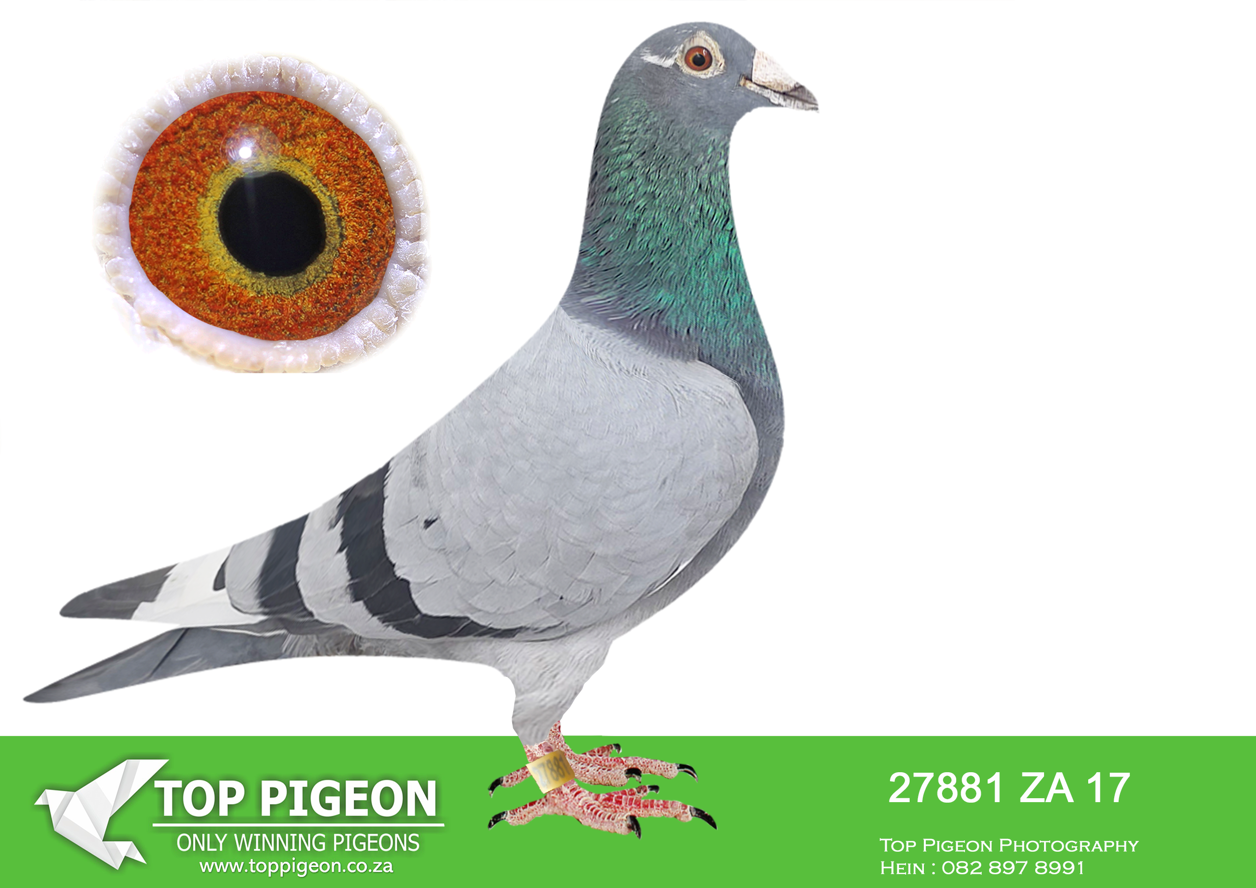 LOT 34 BOTHA LOFTS AUCTION 3 – ZA 17 27881 -3RD PRETORIA COMBINE LEEU-GAMKA 2018.———SIRE:08223 ZA 15.DOUBLE-TWO THREE.BOTHA LOFTS.SUPER RACER AND UNION WINNER BREEDER. 9X TOP 27 PWDC; BEST BIRD, 1ST 2YO; 3RD OVERALL; 3RD OPEN, 5(4)’S/DISTANCE IN PRETORIA. PARENTS SOLD FOR R250K; 2(2) GARIEP,6(6)RICHMOND,7(3)WINBU RG,7(6)ALIWAL-NOORD,13(4)WINBU RG,22(16)COLESBERG, 24(19)REDDERS., 26(22)BLOEM. , 27(22)BLOEM., 47(31)VIC-WES. ————-DAM:03009 ZA 13 HAP KOPPIE BB DU PREEZ & DEETLEFS BRED 2017 3RD DINOKENG BARZALONA PIGEON “ATHENA” WITH ONLY 14 PIGEONS BACK ON THE DAY. THE NEST MATE, 03288 ZA 16 WAS 9TH BEST AVERAGES AT CARNIVAL WINTER RACE AND 32ND ON MAIN RACE 2017.SEE PEDIGREE!!!