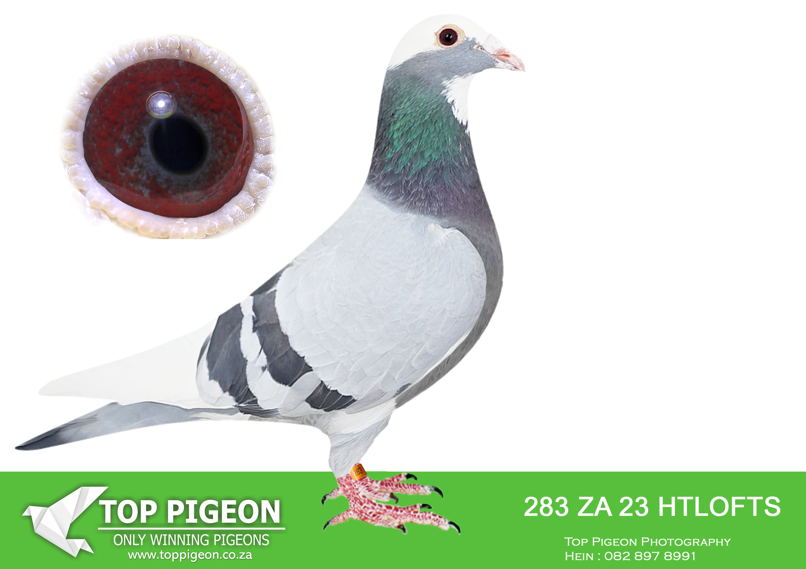 LOT 62 BOTHA LOFTS AUCTION 2 – ZA 23 HTLOFTS 283 -SIRE IS THE BEST RACER AND BREEDER FOR BOTHA LOFT. SIRE WAS 9X TOP 27 PWDC; BEST BIRD, 1ST 2YO; 3RD OVERALL; 3RD OPEN, 5(4)’S/DISTANCE IN PRETORIA. G/PARENTS SOLD FOR R250K;———-SIRE:08223 ZA 15.DOUBLE-TWO THREE.BOTHA LOFTS.SUPER RACER AND UNION WINNER BREEDER. 9X TOP 27 PWDC; BEST BIRD, 1ST 2YO; 3RD OVERALL; 3RD OPEN, 5(4)’S/DISTANCE IN PRETORIA. PARENTS SOLD FOR R250K; 2(2) GARIEP,6(6)RICHMOND,7(3)WINBU RG,7(6)ALIWAL-NOORD,13(4)WINBU RG,22(16)COLESBERG, 24(19)REDDERS., 26(22)BLOEM. , 27(22)BLOEM., 47(31)VIC-WES. ————-DAM:875 ABL 22 BBP ALWYN BESTER INBRED F/BRO AND F/SIS OF CONCORDE, ZA 9981/13 SANPO GOLD MEDAL OVERALL 2015.SEE PEDIGREE!!!