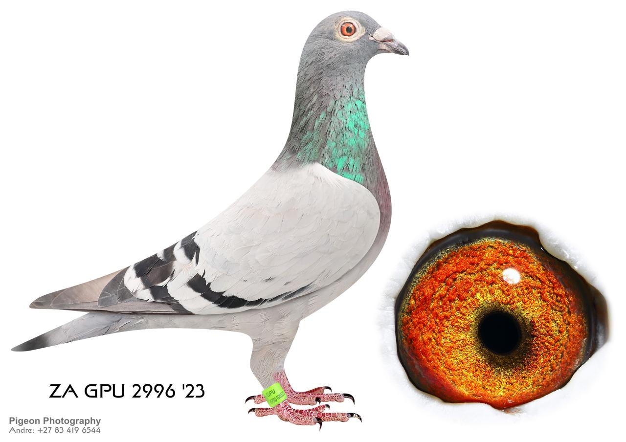 LOT 13 JACO & DANIE – ZA 23 GPU 2996 -SIRE: 3442 ZA 17 GPU. Alias “SON NO 1 COCK” Strain: Jaco Faul BRED 11958 RACED 2021 ;1,2,6,8 ALSO 2ND ACE LONGDISTANCE BIRD GAUTENG PIGEON UNION 2021. 11958 RACED 2022 1,8,18,35 CURRENTLY 5 LONGDISTANCE ACE GAUTENG PIGEON UNION.BRED 20 FINAL AT AFRICA PRO FINAL.————DAM:7944 ZA 22 HPT.Alias “JBM’S WHITE FLIGHT” Strain: Danie Scholtz Color: Blue Bar White Flt ZA HPT 7944 ’22 JBM’S WHITE FLIGHT full Sister to ROCKY who is father to ZA BPF/D 6986 ’19 PILOT EYE 4th ACE bird OLR Dinokeng 2020 and 8th Barzalona race, Gariep Dam, 624km, 985 m/min. ROCKY is grandfather to ZA BPF 934 ’21 MISS NAVIGATOR, Bakkie Winner at OLR Dinokeng 2021, Barzalona race, Hanover, 1052 m/min. Bred 1st season at stud equal winner Hotspot 1 CPL one day loft 2017. Bred ZA BPF/D 6951 ’19 – 7th final Winners.SEE PEDIGREE!!!