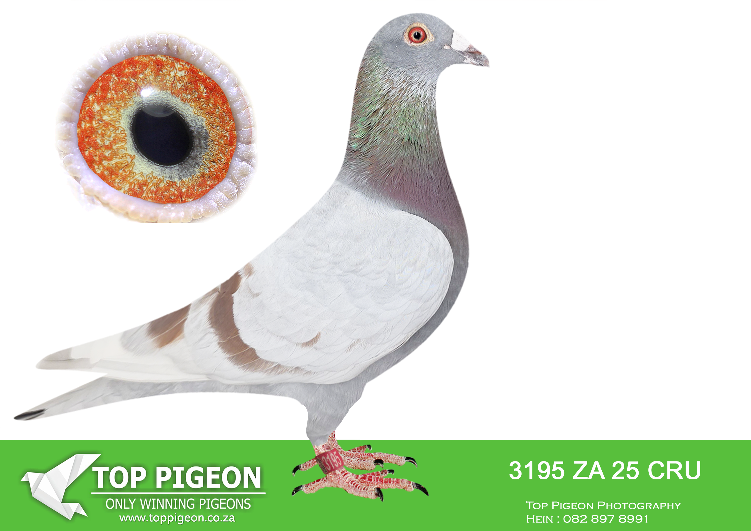 LOT 78 BOTHA LOFTS AUCTION 2 – ZA 25 CRU DERBY 3195 -SIRE:326 ABL 21.ALWYN BESTER. DAM IS DIRK VAN DEN BULCK KATU H/BRO TO KITTEL MATED TO ANGELINA, F/SIS TO KITTEL AND GOLD DUST. H/SIS TO KIRA, 3RD NAT ACE BIRD MIDDLE DIST. “DE ALLERBESTE” 2017.————DAM:592 BOTHAS 24 BB BRED FROM GREAT GENETICS OF DU PREEZ & DEETLEFS FOR BOTHA LOFT. DAM IS A 2X WINNER. G/DAM IS THE DINOKENG MAIN RACE WINNER.SEE PEDIGREE!!!