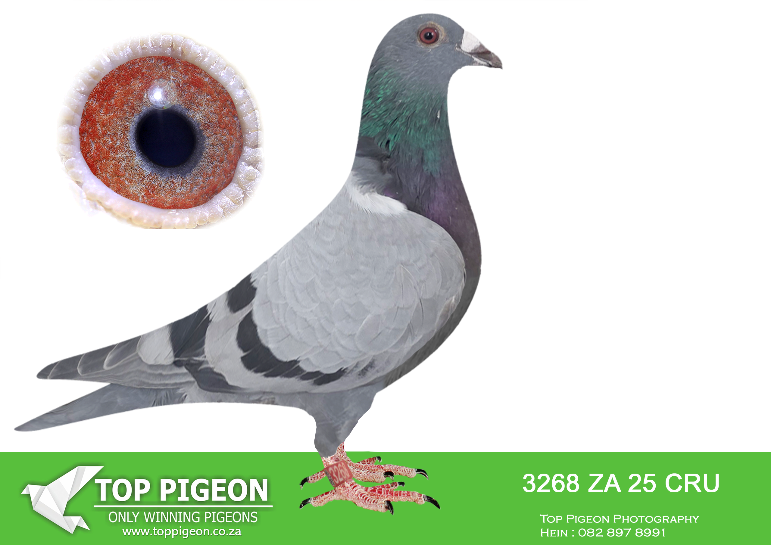 LOT 17 FERDIE LUBBE “MOUNTAIN LOFTS” – ZA 25 CRU 3268 -SIRE:ZA 23 CRU 207.Alias “ZULU DYNAMITE” Strain: ALWYN BESTER Color: BLUE BAR “ZULU DYNAMITE” ZA23 CRU 207 FULL BROTHER TO: “AMIRA” ZA22 ABL 643 4 X UNION WINNER (9 X CLUB WIINNER 2023/2024) 1ST SANPO GOLD MEDALALL DISTANCE 2001+ PIGEONS 2024 2ND SANPO MIDDLE DISTANCE 2001+ PIGEONS 2024 3RD SANPO SHORT DISTANCE 20001+ .————-DAM: ZA 24 J&B 720.Alias “NEW LADY” Strain: KITTEL Color: BLUE BAR ”NEW LADY” ZA24 J&B 720 SIRE;ZA18 92444 SOLD FO R32,000 WINNER SUPER RACER BRED WINNERS DAUGHTER 21 112 2 X WINNER DAUGHTER 21 1129 WINNER SON 20 9078 WINNER DAM;ZA20 ABL 167 SOLD FOR R338,000 DAM “TURBO KITTEL”.SEE PEDIGREE!!!