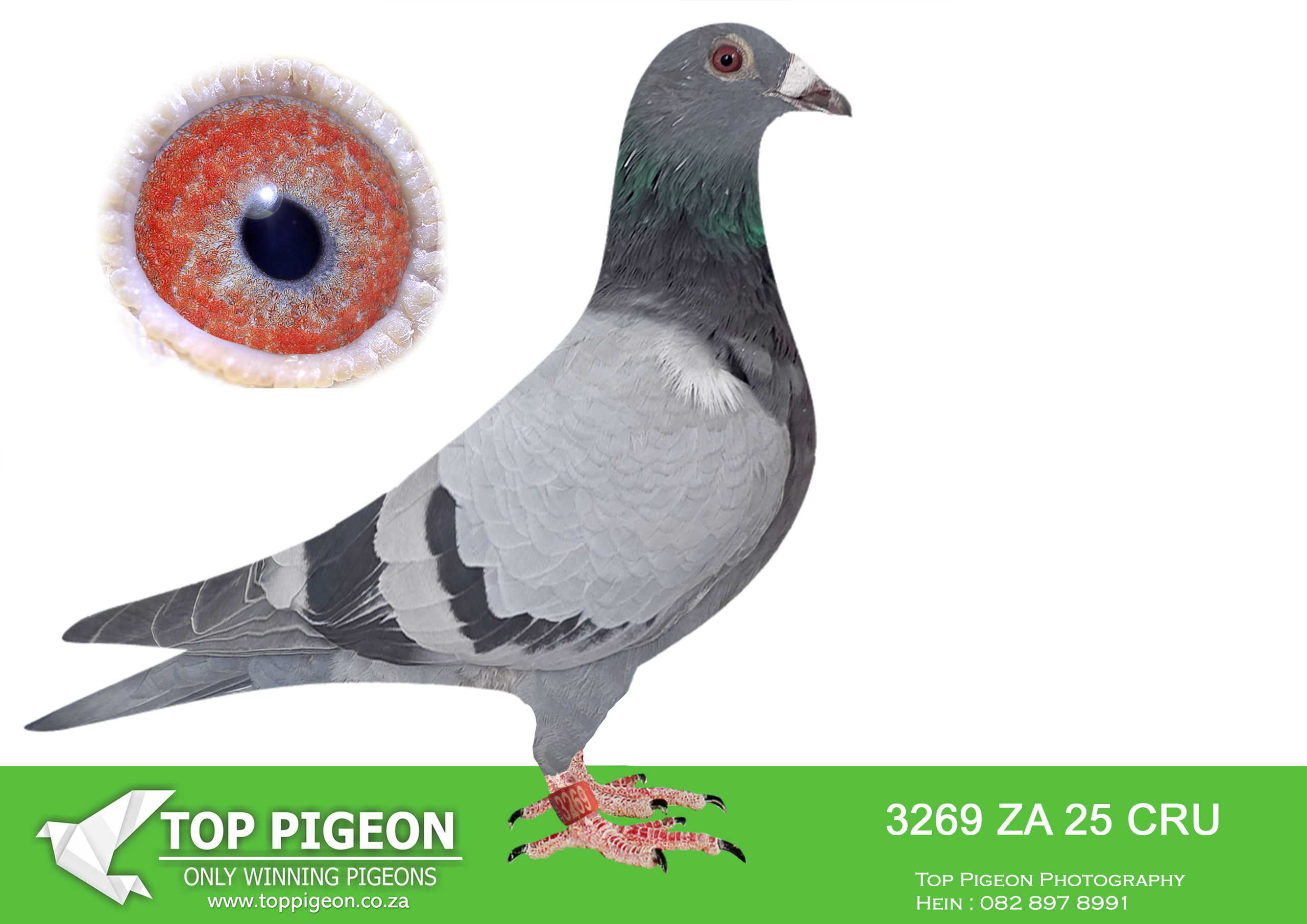 LOT 18 FERDIE LUBBE “MOUNTAIN LOFTS” – ZA 25 CRU 3269 -SIRE:ZA 23 CRU 207.Alias “ZULU DYNAMITE” Strain: ALWYN BESTER Color: BLUE BAR “ZULU DYNAMITE” ZA23 CRU 207 FULL BROTHER TO: “AMIRA” ZA22 ABL 643 4 X UNION WINNER (9 X CLUB WIINNER 2023/2024) 1ST SANPO GOLD MEDALALL DISTANCE 2001+ PIGEONS 2024 2ND SANPO MIDDLE DISTANCE 2001+ PIGEONS 2024 3RD SANPO SHORT DISTANCE 20001+ .————-DAM: ZA 24 J&B 720.Alias “NEW LADY” Strain: KITTEL Color: BLUE BAR ”NEW LADY” ZA24 J&B 720 SIRE;ZA18 92444 SOLD FO R32,000 WINNER SUPER RACER BRED WINNERS DAUGHTER 21 112 2 X WINNER DAUGHTER 21 1129 WINNER SON 20 9078 WINNER DAM;ZA20 ABL 167 SOLD FOR R338,000 DAM “TURBO KITTEL”.SEE PEDIGREE!!!