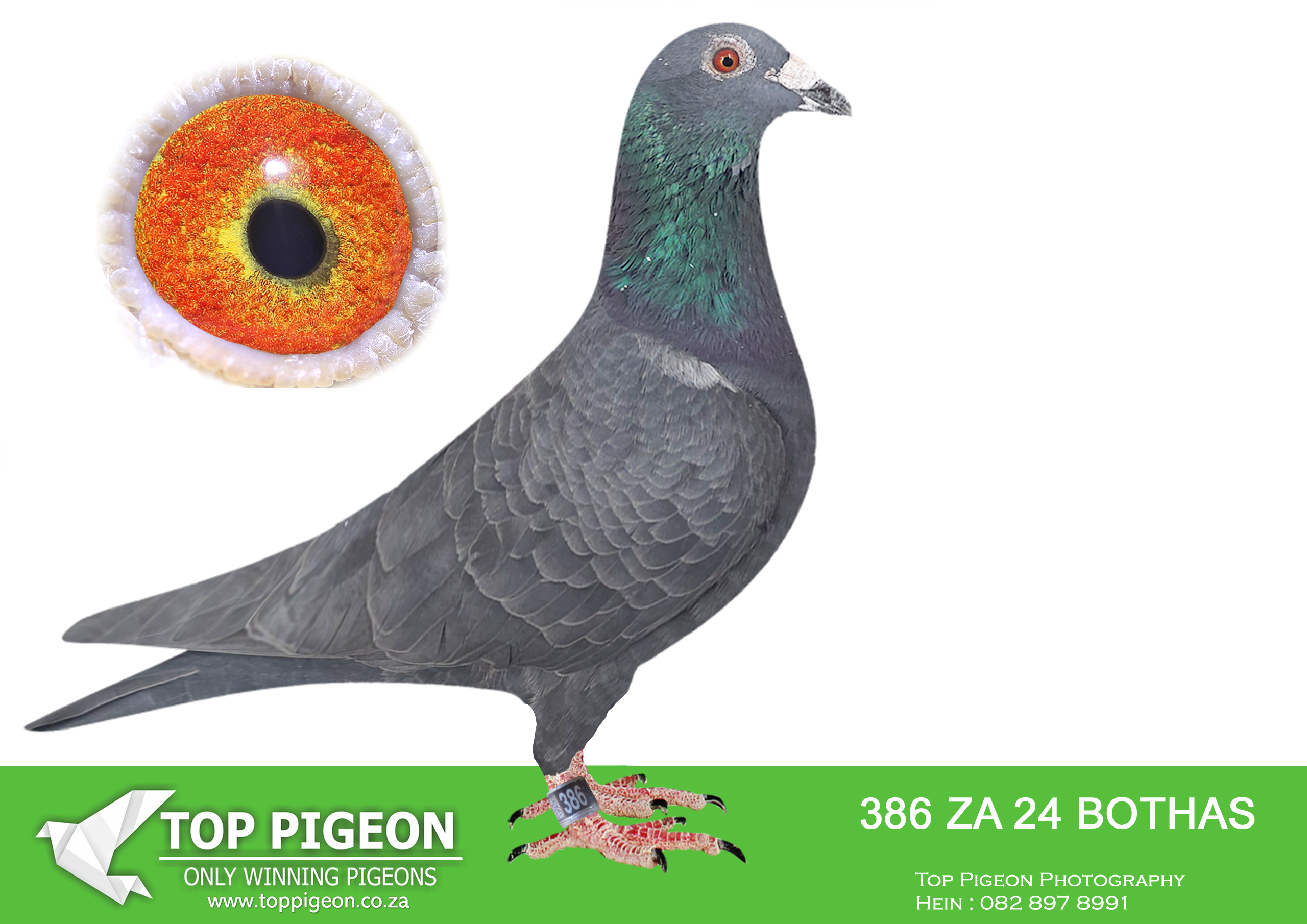 LOT 30 BOTHA LOFTS AUCTION 4 – ZA 24 BOTHAS 386 -SIRE IS BRED FROM FLY MACHINE 1385/15 OF DIE HUYSERS. BEST SHORT DISTANCE AND OVERALL PIGEON. 4X WINNER; 2X COMBINE WINNER. DAM IS A SUPER LONG DISTANCE RACER! 2ND UNION THREE SISTERS AND 2ND BIRD FOR BOTHA LOFT.————–SIRE:09275 ZA 14.SON OF “1385”.PUTTERIE LAMBRECHT.SIRE IS THE FAMOUS FOUNDATION COCK “FLY MACHINE” SAPWDF 1385/15 OF THE HUYSERS. BEST SHORT DISTANCE AND OVERALL PIGEON. 4X WINNER; 2X COMBINE WINNER. THE DAM HAS BRED MANY WINNERS INCLUDING THE BAKKIE WINNER 2015. BRED 1708/21, 1ST BEST BIRD OVERALL, 1ST SHORT/D.; 1ST YEARLING, 2ND UNION, VENTERSBURG.———–DAM:56 BOTH 22 BLK BOTHA LOFT SUPER LONG DISTANCE RACER! 2ND UNION THREE SISTERS AND 2ND BIRD FOR BOTHA LOFT. F/SIS 55/22 MIDDELBURG 1 UNION WINNER WITH 24 MINUTES. BRED DINOKENG BAR-ZA-LONA EQUAL FIRST.SEE PEDIGREE!!!!