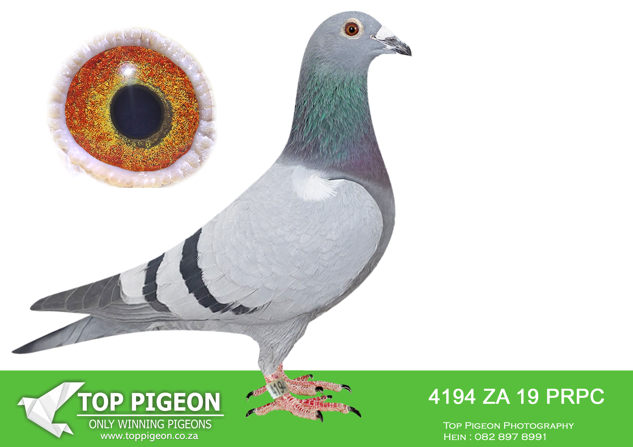 LOT 63 BOTHA LOFTS AUCTION 2 – ZA 19 PRPC 4194 -NEST MATES 4194/19 AND 4193/19 TOOK 2ND AND 3RD IN THE CRUSADERS R5000 RING RACE ’20 FROM NOUPOORT AND WON R84 000. 6TH UNION CRADOCK ’21, 976 VEL. BRED “MINDY” BOTHA 70/22, 4TH DINOKENG BAR-ZA-LONA (EQUAL 1ST) AND 3RD BIG MONEY RACE. WON R70 000.————-SIRE:22377 SA 08.BLOEM COCK. ALWYN BESTER.BRED SEVERAL WINNERS FOR BOTHA LOFTS. BRED SEVERAL WINNERS FOR ALWYN BESTER. 08671/14, 08672/14 AND 09959/13 FLY EXCEPTIONAL 2014-15. 2011 HIS CHILDREN DOMINATES THE PRETORIA UNION AS WELL AS COMBINE FOR FOX VAN ONSELEN AND KOBUS REYNDERS.———–DAM:27184 ZA 12 BLOEM HEN BB KOBUS REYNDERS EXCELLENT BREEDER FOR BOTHA LOFTS. BRED BY KOBUS REYNDERS – NO PEDIGREE.SEE PEDIGREE!!!