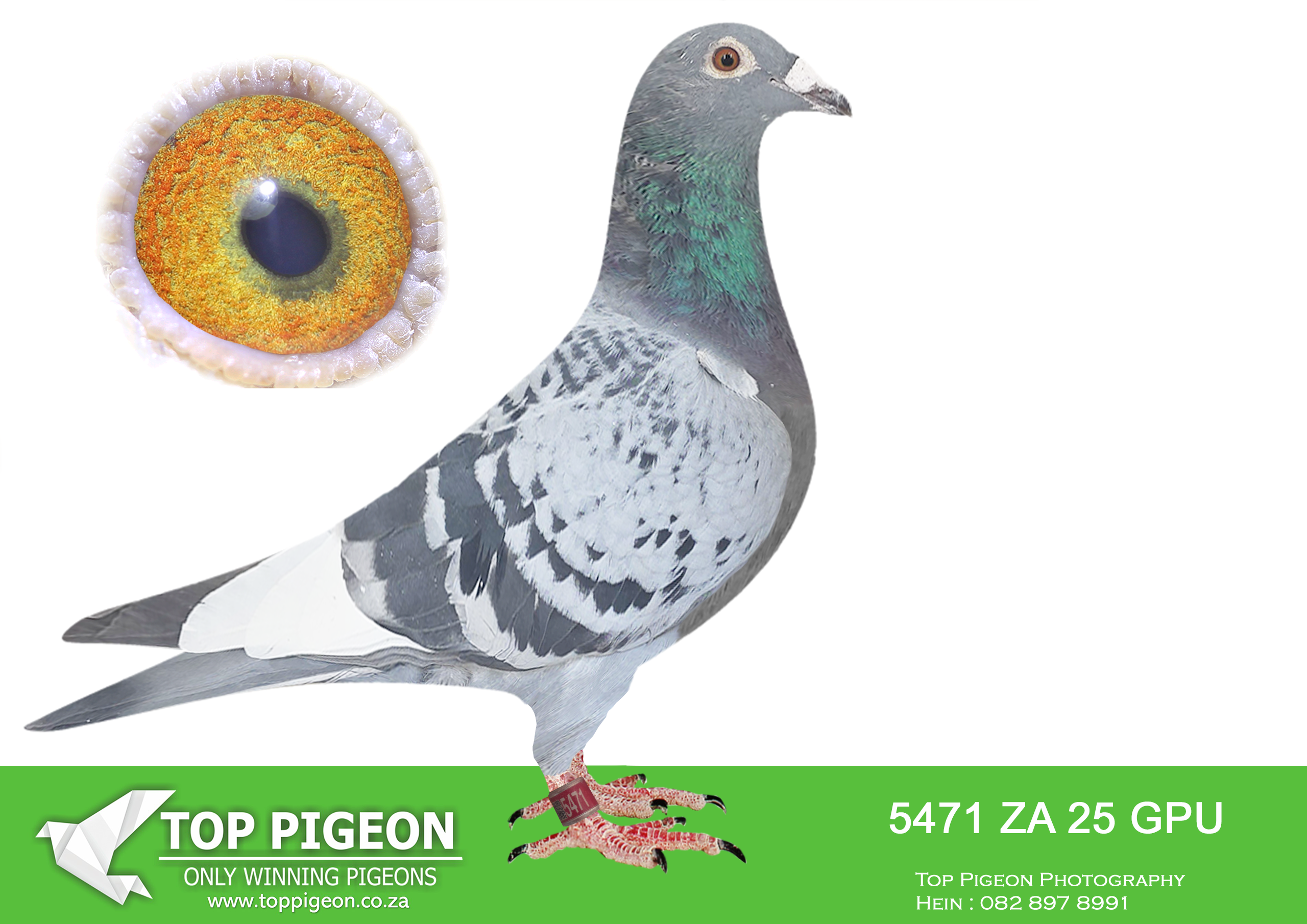 .LOT 8 JACO & DANIE – ZA 25 GPU 5471 -Super mating, from our best SABLON 810 x TOM LOCK Genetics! Sire, ROCKY X DREAM, bred from JBM’S GIRL, BOYTJIE, HETTIE’S GOLD, JIMMY’S BOY. SUPER SABLON 810 One Loft Breeders. Dam, LITTLE STAR, brother x sister mating bred back to TOM LOCK’S R80 000 SUPER COCK mated to DOUBLE WINNER SA THU 1648 ’03. Sire to LITTLE STAR, “652” Sire to SANPO GOLD MEDAL LONG DISTANCE 2018 – ZA 10830 ’16 MONIQUE.SEE PEDIGREE!!!