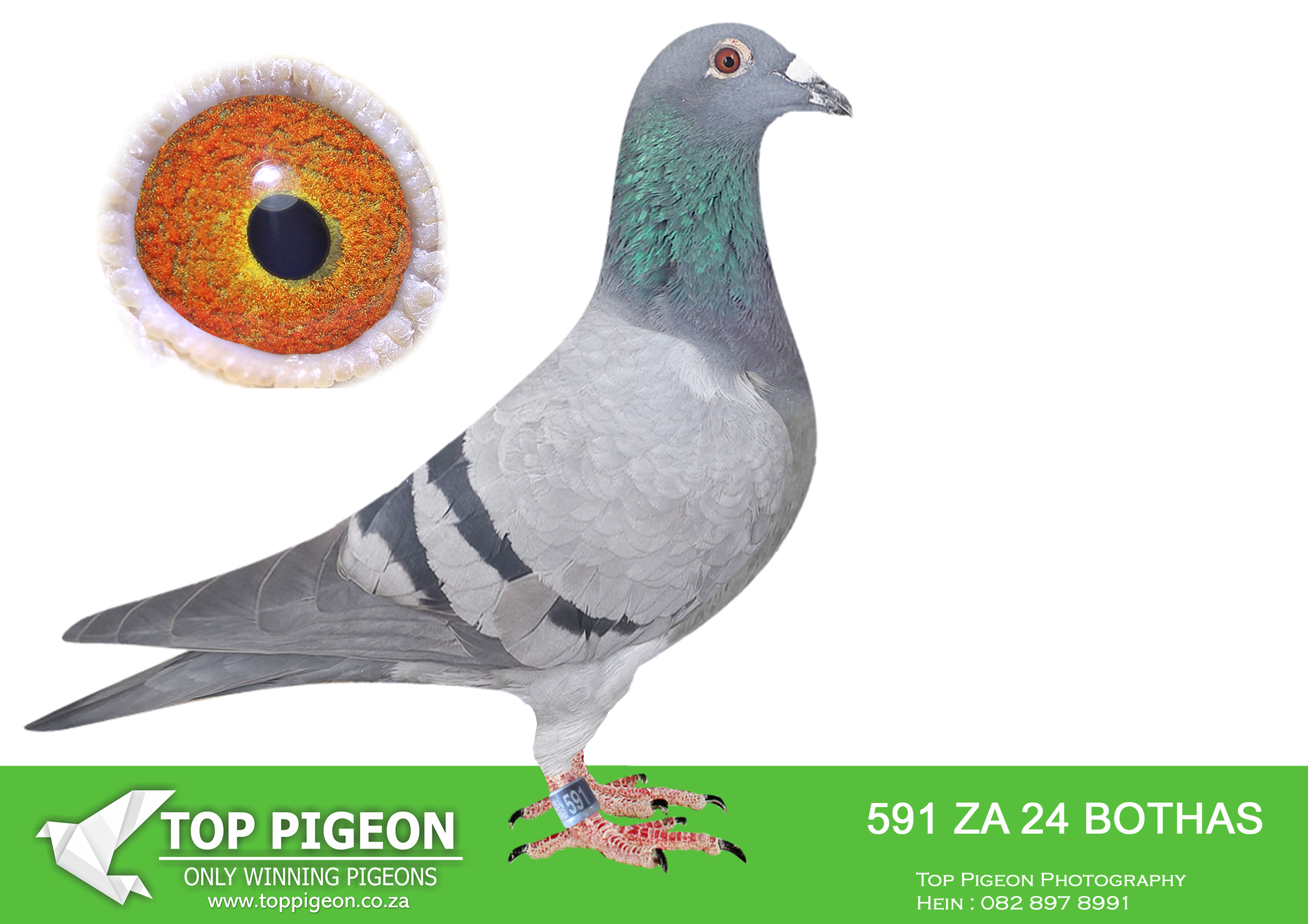 LOT 25 BOTHA LOFTS AUCTION 3 – ZA 24 BOTHAS 591 -SIRE:36012 ZA 17.Du Preez&Deetlefs.RACED AT CPL ONE LOFT SUPER BRED COCK 5 BROTHERS BRED WINNERS 1 SISTER IN STOCK LOFT.—————–DAM:34940 ZA 17.2X WINNER SUPER RACER MOTHER WINS DINOKENG MAIN RACE.SEE PEDIGREE!!!