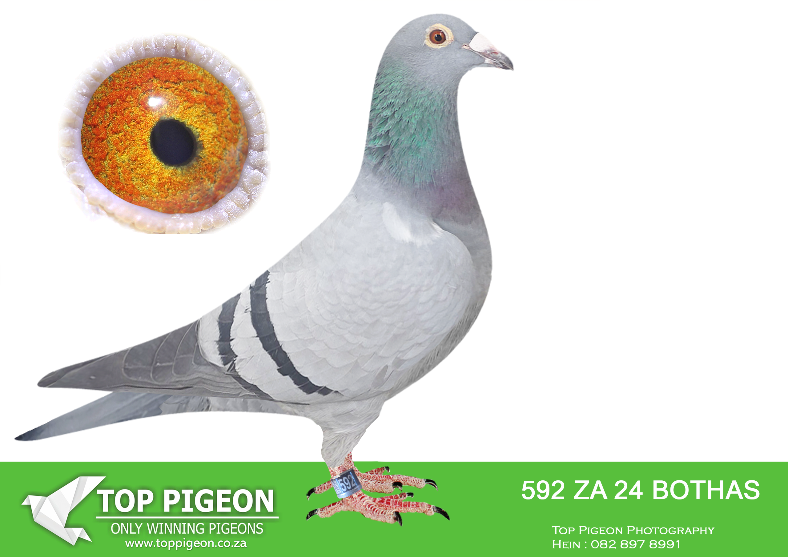 LOT 45 BOTHA LOFTS AUCTION 3 – ZA 24 BOTHAS 592 -SIRE:36012 ZA 17.Du Preez&Deetlefs.RACED AT CPL ONE LOFT SUPER BRED COCK 5 BROTHERS BRED WINNERS 1 SISTER IN STOCK LOFT.—————–DAM:34940 ZA 17.2X WINNER SUPER RACER MOTHER WINS DINOKENG MAIN RACE.SEE PEDIGREE!!!