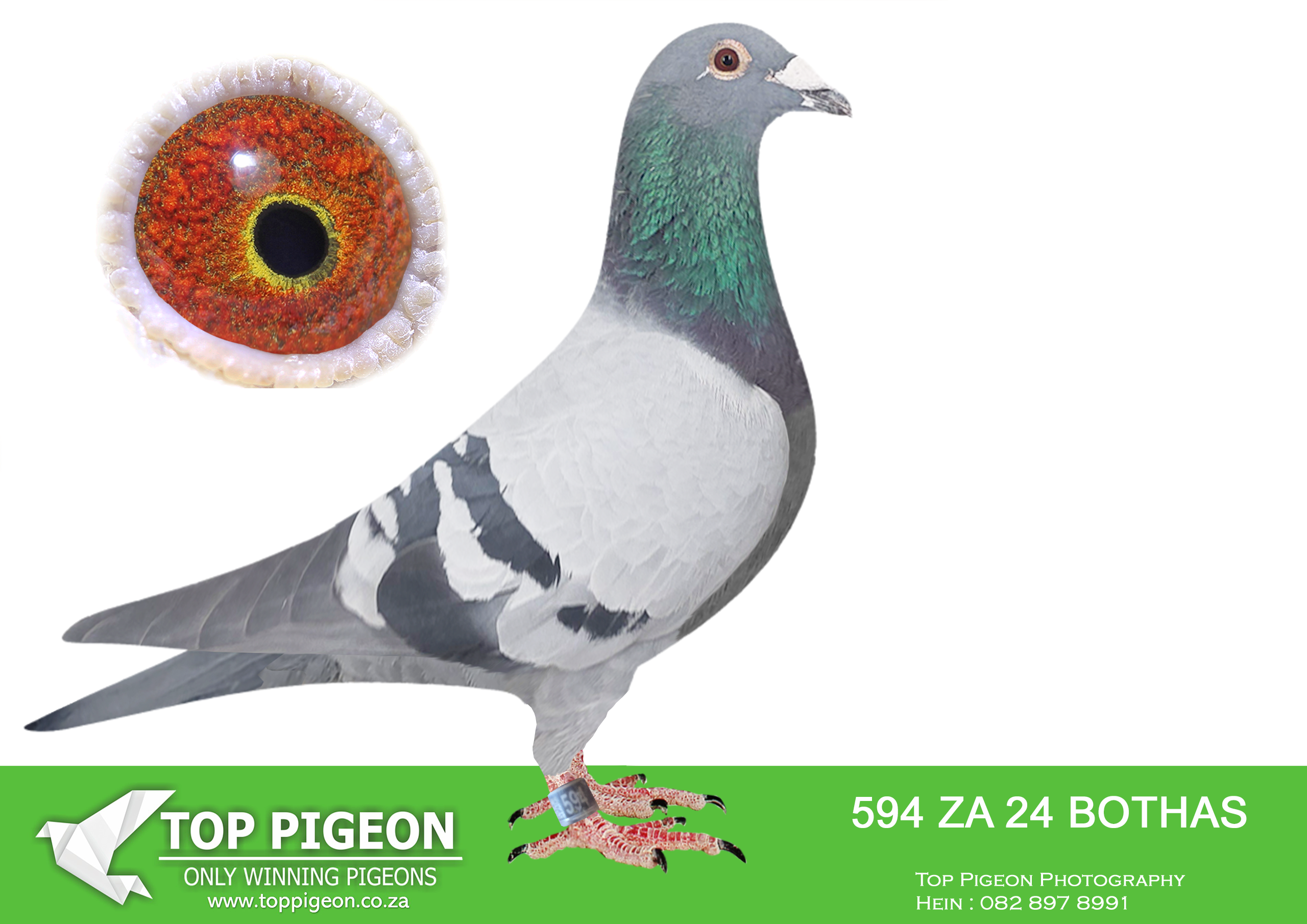 LOT 37 BOTHA LOFTS AUCTION 3 – ZA 24 BOTHAS 594 -SIRE:ZA 20 PWDU 9107 COCK- . WINNER 2022.SCORED 6X TIMES CLUB 2022——–DAM:2353 PWDU 20 Colour: BB Du Preez&Deetlefs 5X TIMES WINNER IF ENTERD AT SANPO MEDALS SILVER OVERALL BEST BIRD SHORT DISTANCE UNION 2ND BEST BIRD UNION 2ND BEST BIRD YEARLING SUPER RACER.SEE PEDIGREE!!!