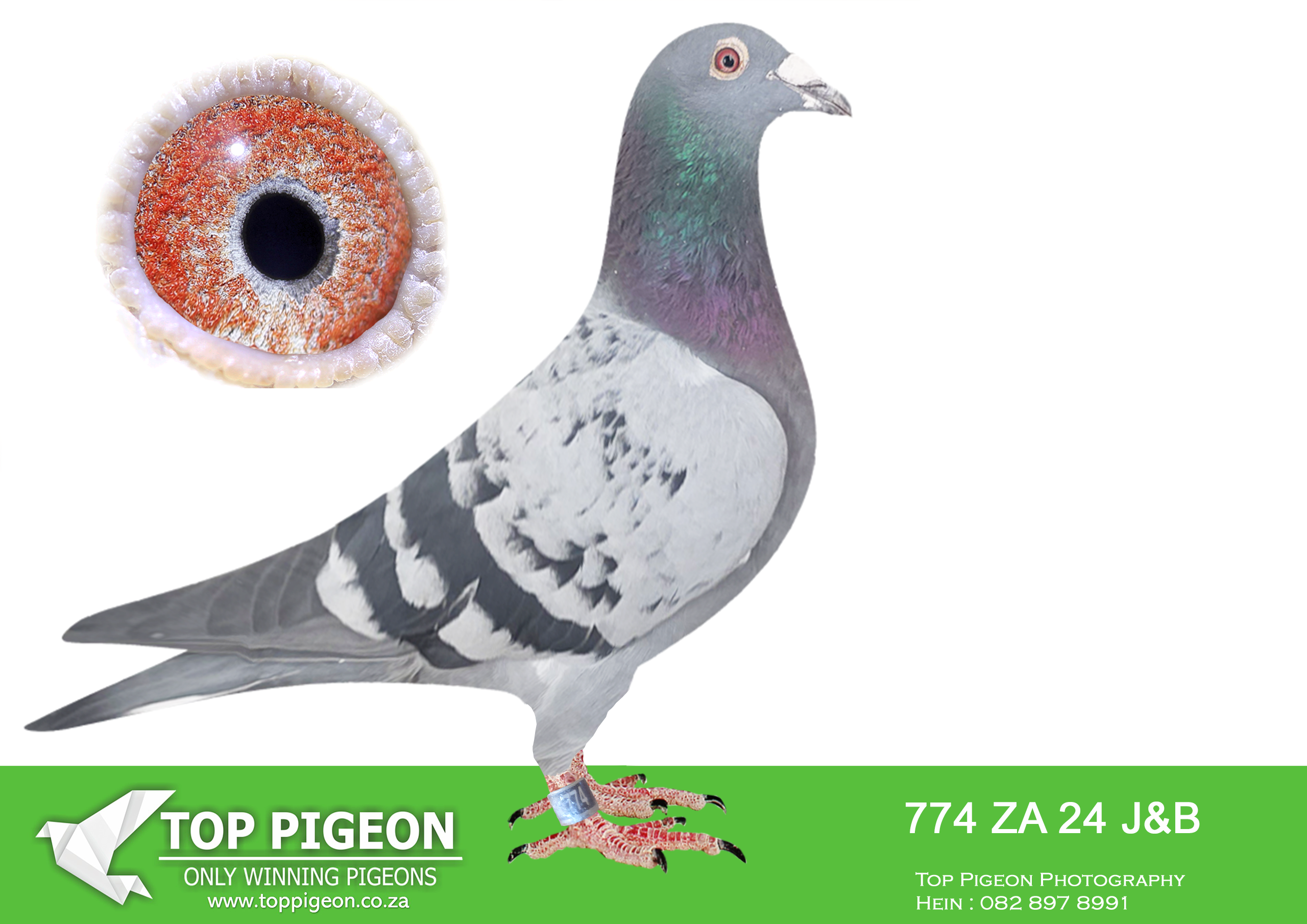 LOT 27 BOTHA LOFTS AUCTION 3 – ZA 24 J&B 774 -SIRE:04770 ZA 16.Turbo Tom/Jansen.2 X WINNER SUPER BRED COCK BRED WINNERS BROTHER 16-04777- WINNER 04777 BRED WINNERS.———-DAM:ZA 19 PRPC 3957 HEN.DU PREEZ & DEETLEFS.-SCORED 3X TIMES IN CLUB 2022. BRED WINNERS.SEE PEDIGREE!!!