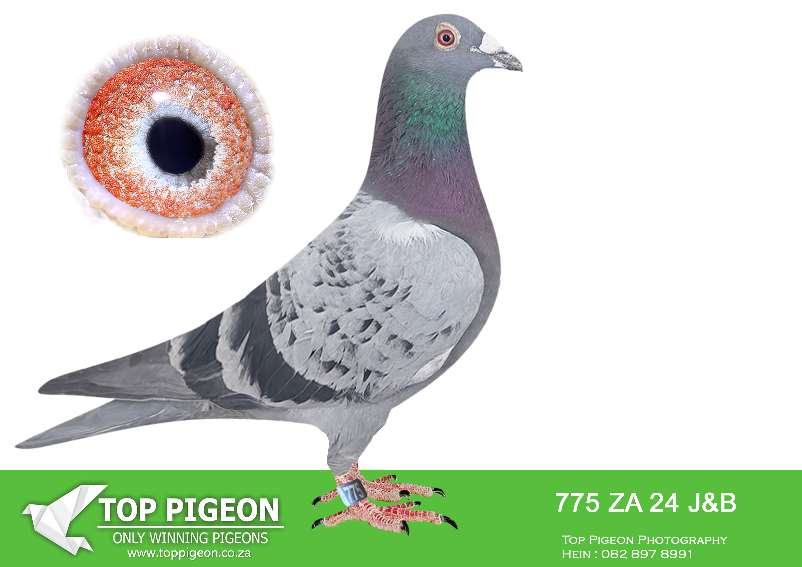 LOT 10 BOTHA LOFTS AUCTION 4 – ZA 24 J&B 775 -BRED FOR BOTHA LOFT. SIRE IS A 2X WINNER. BRED WINNERS.——–SIRE:04770 ZA 16.Turbo Tom/Jansen.2 X WINNER SUPER BRED COCK BRED WINNERS BROTHER 16-04777- WINNER 04777 BRED WINNERS.———-DAM:ZA 19 PRPC 3957 HEN.DU PREEZ & DEETLEFS.-SCORED 3X TIMES IN CLUB 2022. BRED WINNERS.SEE PEDIGREE!!!