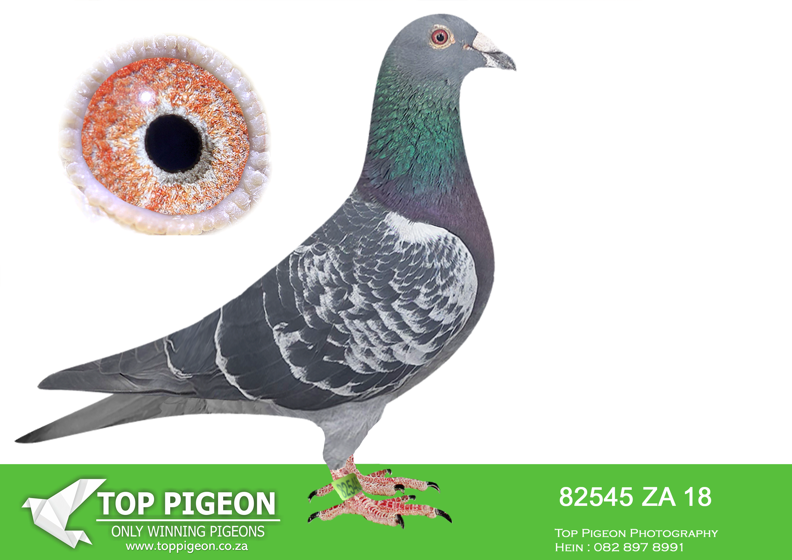 LOT 47 BOTHA LOFTS AUCTION 3 – ZA 18 82545 -SIRE:10527 ZA 16. DEAN JOOSTE. THIS COCK IS BRED FROM AN IMPORT OF MARC DE COCK.———DAM:06507 ZA 15. DU PREEZ EN DEETLEFS. TURBO TOM / JANSEN. FULL SISTER TO 4 X COMBINE WINNER AND BEST YEARLING.SEE PEDIGREE!!!