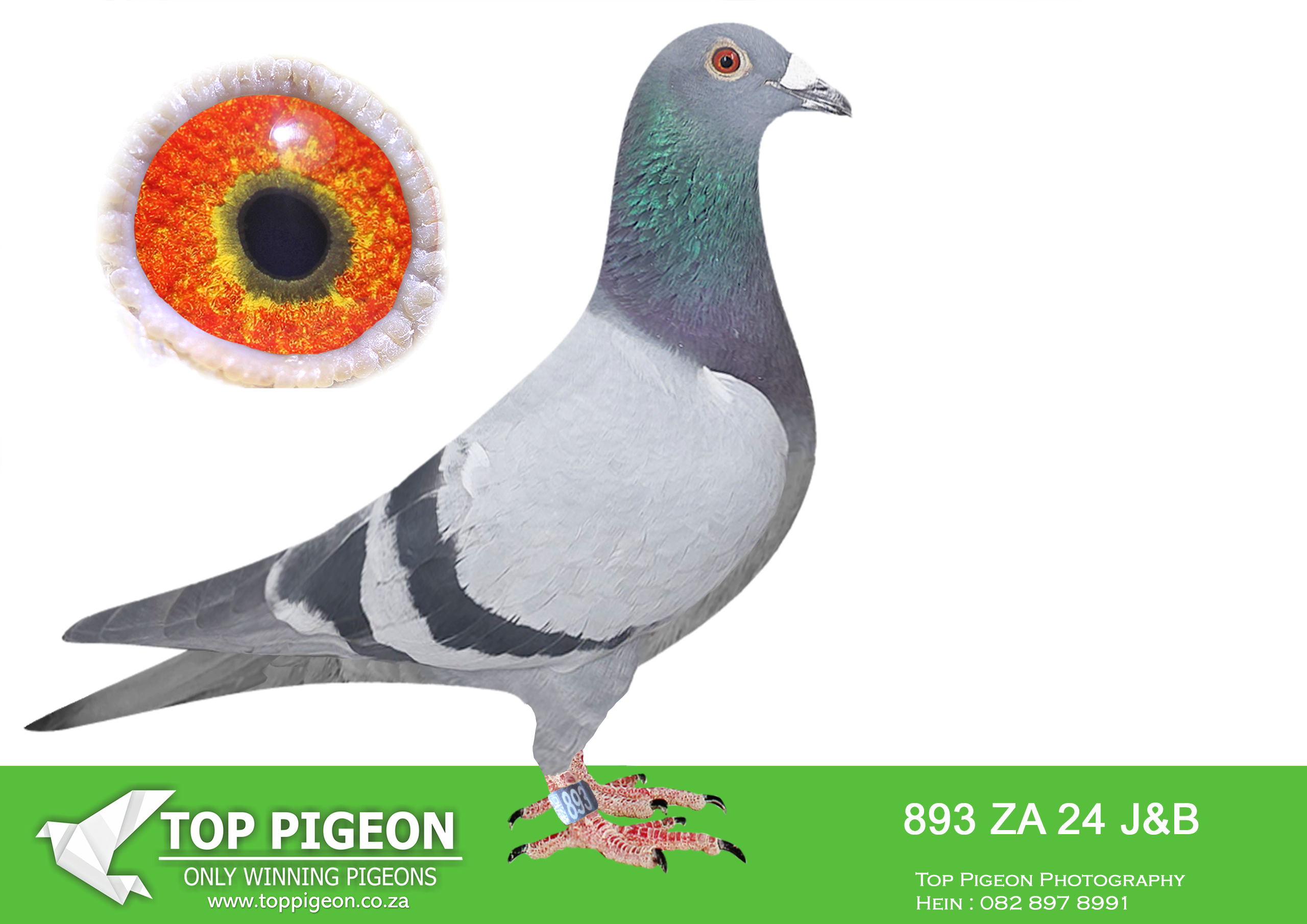 LOT 32 BOTHA LOFTS AUCTION 3 – ZA 24 J&B 893 -SIRE:3963 PRPC 19. DU PREEZ & DEETLEFS. BRED OF TURBO QUEEN.——DAM:18612 TRPF 19.Du Preez&Deetlefs.SIRE BRED WINNERS 3X WINNER UNION AND COMBINE SUPER RACER.SEE PEDIGREE!!!