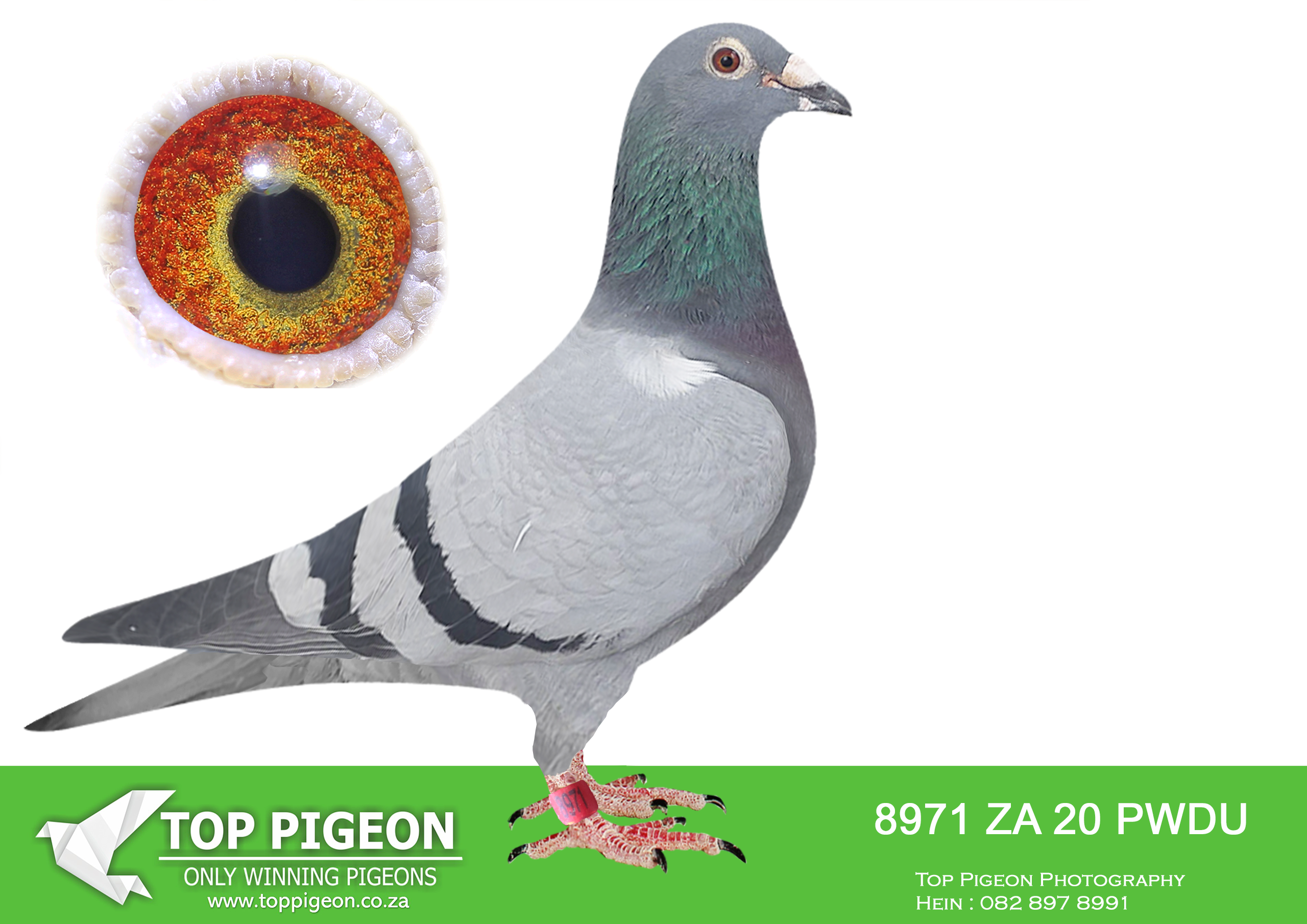 LOT 29 BOTHA LOFTS AUCTION 3 – ZA 20 PWDU 8971 -BRED FROM PROVEN BLEOM GENETICS FOR BOTHA LOFT. DAM IS A SUPER RACER AND BEST BIRD THAT HAS BRED UNION WINNERS AND THE 2ND BEST LONG DIST. BIRD.————–SIRE:22377 SA 08.BLOEM COCK. ALWYN BESTER.BRED SEVERAL WINNERS FOR BOTHA LOFTS. BRED SEVERAL WINNERS FOR ALWYN BESTER. 08671/14, 08672/14 AND 09959/13 FLY EXCEPTIONAL 2014-15. 2011 HIS CHILDREN DOMINATES THE PRETORIA UNION AS WELL AS COMBINE FOR FOX VAN ONSELEN AND KOBUS REYNDERS.———–DAM:82529 ZA 18 BB BOTHA LOFT 7X TOP 23 PWDC. UNION WINNER. 2ND YB AND 7TH OVERALL PWDC ’19. 1ST OVERALL 1ST YB POINTS+COEF. 1ST SHORT, 2ND MIDDLE COEF. CRUSADERS. 1 COLESBERG, 6 BLOEMFONTEIN, 14 SMITHFIELD, 15 SPRINGFONTEIN, 22 COLESBERG, 22 WINBURG, 23 DEWETSDORP PWDC 19′. HALF/B DINOKENG19′ BLOEMFONTEIN 1ST.SEE PEDIGREE!!!!