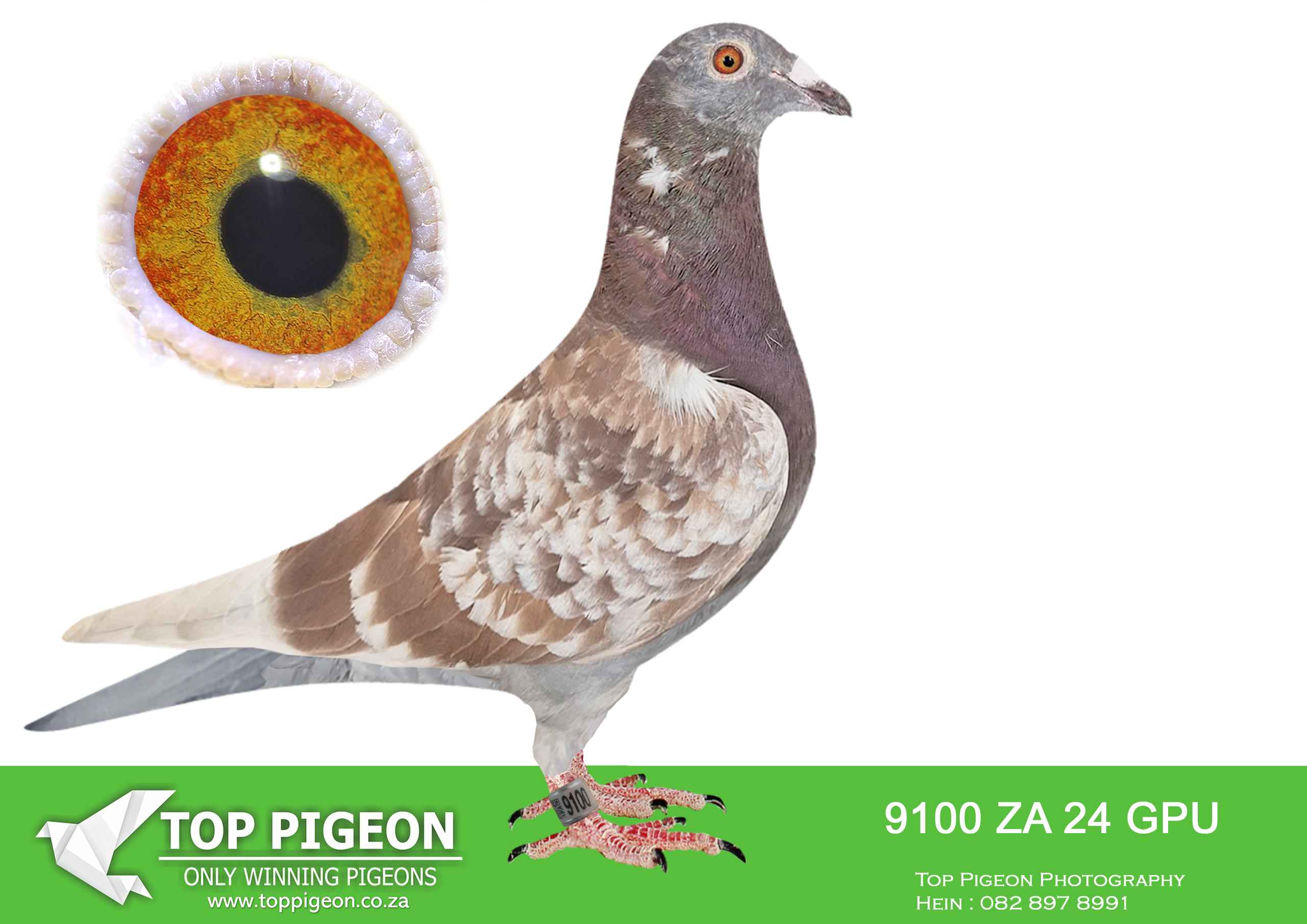 .LOT 5 KALAHARI LOOTS – ZA 24 GPU 9100 -Sire, TADEJ, super racer GPU 2023 for J Faul & DJ Scholtz . Positions flown in Boksburg Combined Racing Pigeon Club in 2023: 10, 9, 2, 3,27, 5, 6. First year in stock, and his children is already performing. Will become a super breeder. Dam, ZA ABL 1481 ’24, bred by Alwyn Bester. Full sister to ZA ABL 167 ’20 (SOLD FOR R338 000.00 ON TOPPIGEON), dam of TURBO KITTEL, super racer for Du Preez & Deetlefs.SEE PEDIGREE!!!