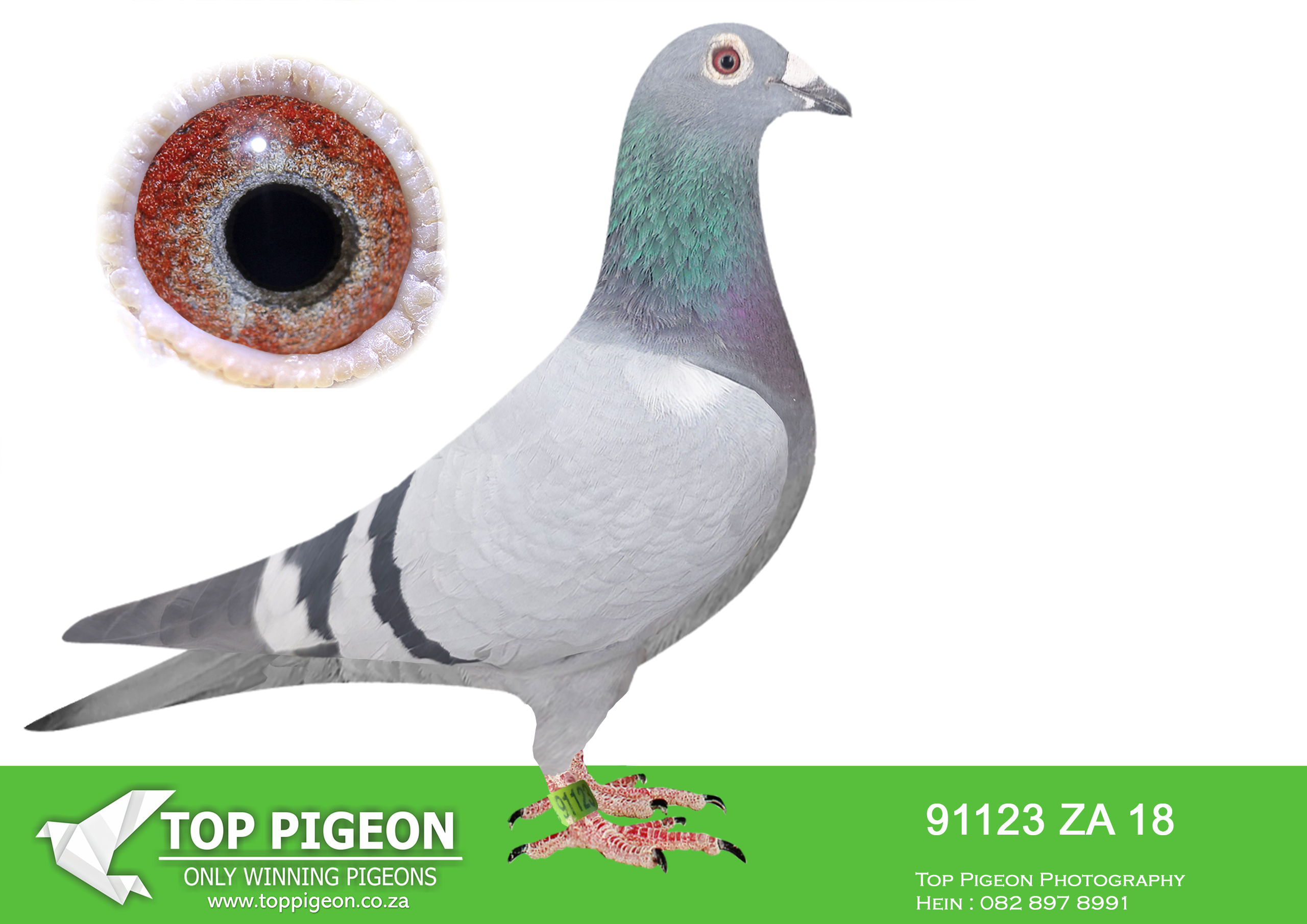 LOT 48 BOTHA LOFTS AUCTION 3 – ZA 18 91123 -BRED FROM THE BLOEM PAIR OF BOTHA LOFTS WHO HAS BRED MANY WINNERS———–SIRE:22377 SA 08.BLOEM COCK. ALWYN BESTER.BRED SEVERAL WINNERS FOR BOTHA LOFTS. BRED SEVERAL WINNERS FOR ALWYN BESTER. 08671/14, 08672/14 AND 09959/13 FLY EXCEPTIONAL 2014-15. 2011 HIS CHILDREN DOMINATES THE PRETORIA UNION AS WELL AS COMBINE FOR FOX VAN ONSELEN AND KOBUS REYNDERS.———–DAM:27184 ZA 12 BLOEM HEN BB KOBUS REYNDERS EXCELLENT BREEDER FOR BOTHA LOFTS. BRED BY KOBUS REYNDERS – NO PEDIGREE.SEE PEDIGREE!!!