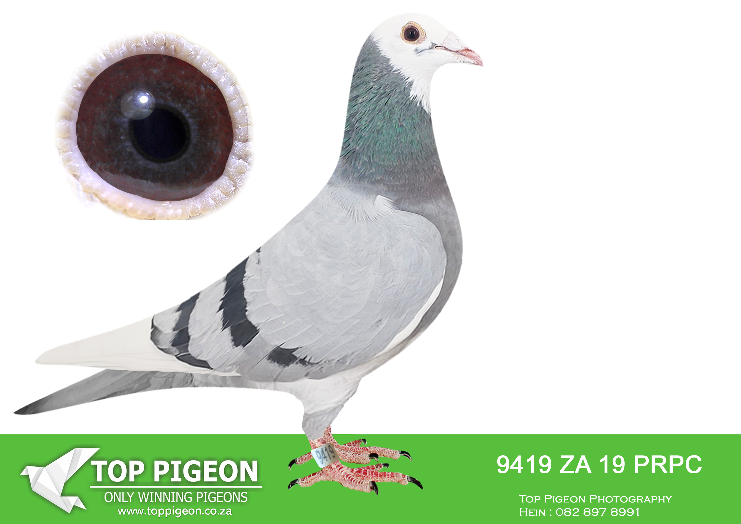 LOT 11 BOTHA LOFTS AUCTION 2 – ZA 19 PRPC 9419 -“CLICK HEN TO LOT 10”——EXCELLENT RACER AND BREEDER. BLOEM 1, WINNER, 3RD BEST OPEN BIRD, 4TH OVERALL PWDU. BRED 3RD MARLBANK FINAL 25′; 2028/24 – WON R100K. SISTER 55/23 BRED “LADY GAGGA” DINOKENG BAR-ZA-LONA EQUAL WINNER. BRED 96/22 2ND UNION JAMESTOWN, 2422/24 2ND UNION HANOVE, 2ND UNION VENTERSBURG. NEST MATE 9422/19; 2ND UNION WINBURG; 2ND UNION SPRINGFONTEIN. BRED 44/23, WON 4X BABY RACES. ————-SIRE:02835 ZA 16.CONCORDE`S BROTHER. ALWYN BESTER.FULL BROTHER TO ZA 9981/13 SANPO GOLD MEDAL OVERALL 2015. BRED WINNERS. 8982/20 1ST UNION SMITHFIELD, 2ND GAUTENG COMBINE. 6TH UNION JAMESTOWN; 9419/19 BLOEMFONTEIN 1, WINNER, 3RD BEST OPEN BIRD, 4TH OVERALL PWDU; 9422/19; 2ND UNION WINBURG; 2ND UNION SPRINGFONTEIN. ————DAM:9119 PRPC 19 BLK ALWYN BESTER EXCELLENT BREEDER. BRED 9419/19 BLOEMFONTEIN 1, WINNER, 447KM, 1124 VEL. 3RD BEST OPEN BIRD, 4TH OVERALL PWDU; NEST MATE 9422/19; 2ND UNION WINBURG; 344KM, 1410 VEL.; 2ND UNION SPRINGFONTEIN; 573KM, 1405 VEL. 1206/21, 2ND M/DIST UNION.SEE PEDIGREE!!!!