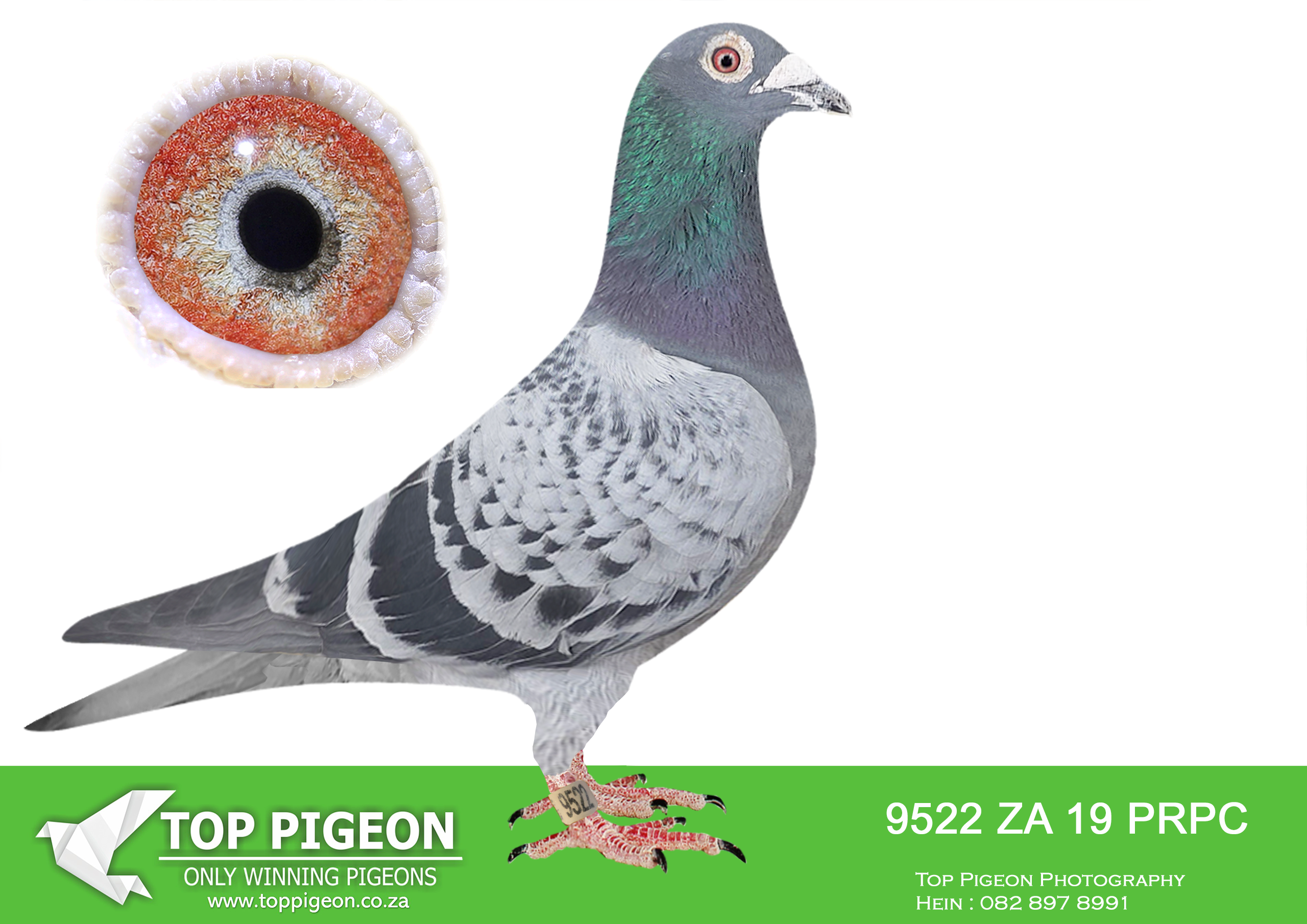LOT 46 BOTHA LOFTS AUCTION 3 – ZA 19 PRPC 9522 -SIRE:07288 DV 79 09.PIGEON FROM KOOS JONCK————DAM:0031 ECDIAZ 14 SINOVILLE ENTERED BY PIET STEENKAMP AT THE DINOKENG INTERNATIONAL LOFT 2015. 3RD BLOEMFONTEIN; 38TH BLOEMFONTEIN; 27TH AVERAGES. BROTHER 3358/16 A 3X PRETORIA COMBINE WINNER FOR DU PREEZ & DEETLEFS. BROTHER “367” ALSO 3X PE UNION WINNER.SEE PEDIGREE!!!