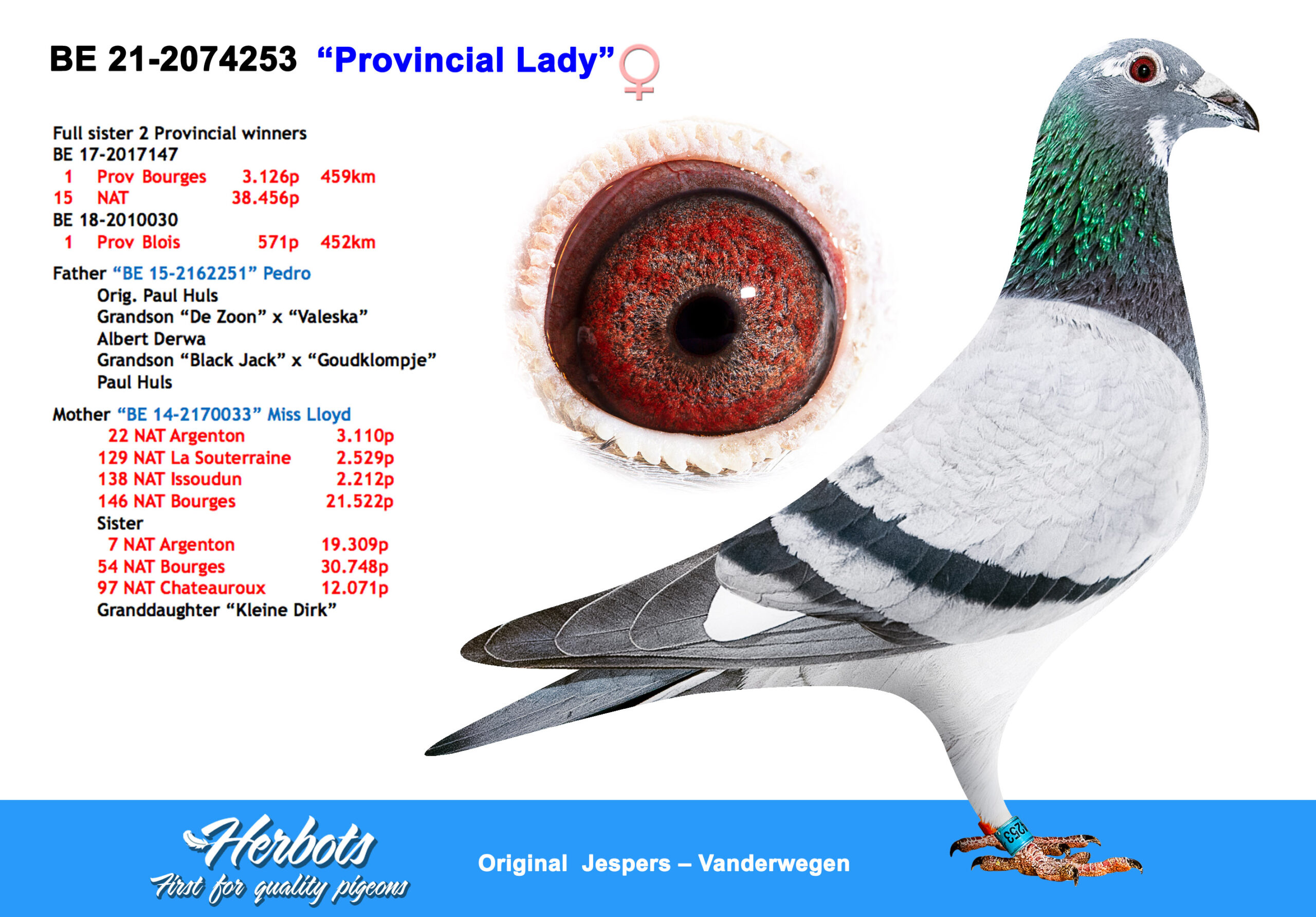 .LOT 5 NORMAN PHILLIPS – BE 21 2074253 -SIRE – BE 15-2162251 “PEDRO” “Pedro” is a powerful chequered-white breeding cock from Paul Huls, already proven as the sire of two outstanding provincial winners: BE 17-2017147 – 1st Provincial Bourges against 3,126 pigeons and 15th National against 38,456 pigeons. BE 18-2010030 – 1st Provincial Blois against 571 pigeons. He is bred from BE 13-2110231 “Berreke”, a Derwa Albert cock from the celebrated “De Zoon” × “Valeska” combination. “De Zoon” is a son of “Paulien”, 1st West European Cup All-Round 2011. Pedro’s dam is BE 07-5100751 “Bont Goudklompje”, a daughter of “Black Jack”, 1st Olympic All-Round Ostend 2007, crossed with a daughter of “Figo”, 1st National Bourges against 12,266 pigeons.————-DAM – BE 14-2170033 “MISS LLOYD” “Miss Lloyd” is a blue racing and breeding hen from Jespers-Vanderwegen, with strong performances at national level: 146th National Bourges against 21,522 pigeons. 129th National La Souterraine against 2,529 pigeons. 138th National Issoudun against 2,212 pigeons. She is also the dam of BE 17-2017147, 1st Provincial Bourges and 15th National, and BE 18-2010030, 1st Provincial Blois. “Miss Lloyd” is a daughter of BE 06-2147490 “Bauer”, a son of the legendary “Kleine Dirk”, and BE 12-3088217 “Tamara Lloyd” from Gaby Vandenabeele. “Tamara Lloyd” is bred from “Olympic Lloyd”, 1st Olympiad Pigeon Poland 2011, and “Tamara”, a valuable breeding daughter of the world-famous “Bliksem”.SEE PEDIGREE!!!!