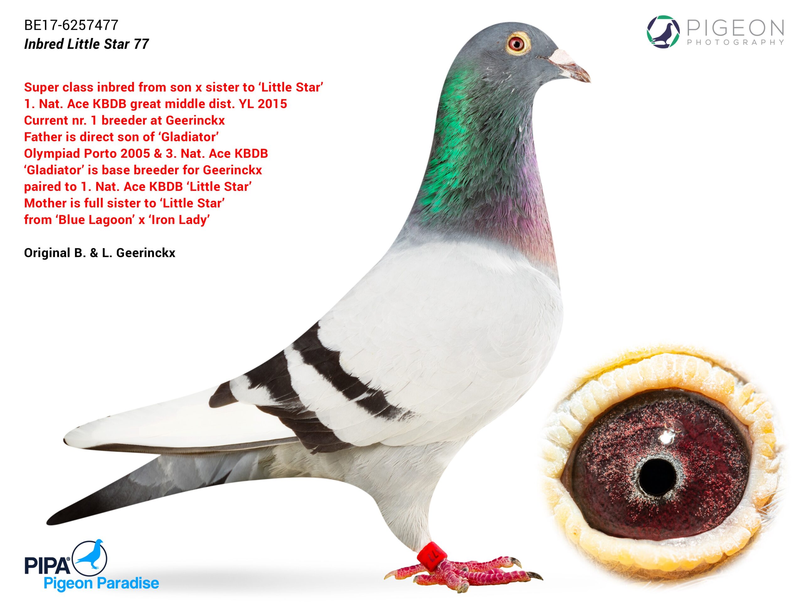 .LOT 3 INTERNATIONAL AUCTION – BE 17 6257477 -SIRE: BELG 16-6033658 “SUPER SON” A blue white-flight cock bred by Geerinckx Pigeons, “Super Son” is a direct son of two outstanding champions: “Gladiator” – BELG 03-6460062, a top racer and breeder, 2nd Olympiad Pigeon Porto 2005 and 3rd National Ace Pigeon KBDB 2004. “Little Star” – BELG 14-6174075, winner of 1st National Ace Pigeon KBDB Yearlings Great Middle Distance 2015. “Little Star” recorded exceptional performances, including: 1st Argenton against 6,099 pigeons 5th Argenton against 19,931 pigeons 15th Châteauroux against 5,700 pigeons 30th Montluçon against 16,982 pigeons 39th Bourges against 14,496 pigeons “Super Son” combines the famous Gladiator, Blue Lagoon and Iron Lady bloodlines.————-DAM: BELG 16-6033750 “SISTER LITTLE STAR” A blue white-flight hen and full sister to “Little Star”, the 1st National Ace Pigeon KBDB Yearlings Great Middle Distance 2015. She is bred from: “Blue Lagoon” – BELG 10-6143302, a super racer and breeder, winner of 1st Montluçon against 2,545 pigeons, 1st Blois against 762 pigeons and fastest provincial against 3,317 pigeons. “Iron Lady” – BELG 08-6259143, a top racing and breeding hen, winner of 1st Châteauroux against 2,611 pigeons, 1st Argenton against 647 pigeons, 3rd National Argenton against 5,756 pigeons and 2nd National La Souterraine against 4,778 pigeons. “Iron Lady” is also the dam of the national ace “Little Star.”SEE PEDIGREE!!!