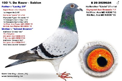 LOT 13 FERDIE LUBBE “MOUNTAIN LOFTS” – BELG 20 2029534 -SIRE: BELG 11 2051029 .Alias “LUCKY 29” Strain: DE RAUW – SABLON Color: BLUE BAR 100% DE RAUW SABLON SUPER BREEDER 6 X WINNER 1ST DOURDAN 2,487P SIRE TO: “LINDA” 27 X 1ST OLYMPIAD ACE BRUSSELS 2017 1ST PROV. ACE MD KBDB 2015 6TH NAT. ACE MD KBDB 2015 1ST SOUPPES 2732P 1ST SOUPPES 1572P 1ST SOUPPES 1181P.———–DAM:BELG 12 2178440 .Alias “INBRED DROMER” Color: BLUE BAR 100% KOOPMAN HALFSISTER TO 1ST SOUPPES SUR LOING 5227P 1S SOUPPES SUR LOING 3799P 1ST SOUPPES SUR LOING 2958P 1ST DOURDAN 1926P 1ST SOUPPES SUR LOING 1181P 1ST NOYON 1971P HALFSISTER “DROMER 208” SIRE 12 X 1ST PRIZE WINNERS GRAND DAUGHTER “DEN DROMER”.SEE PEDIGREE!!!