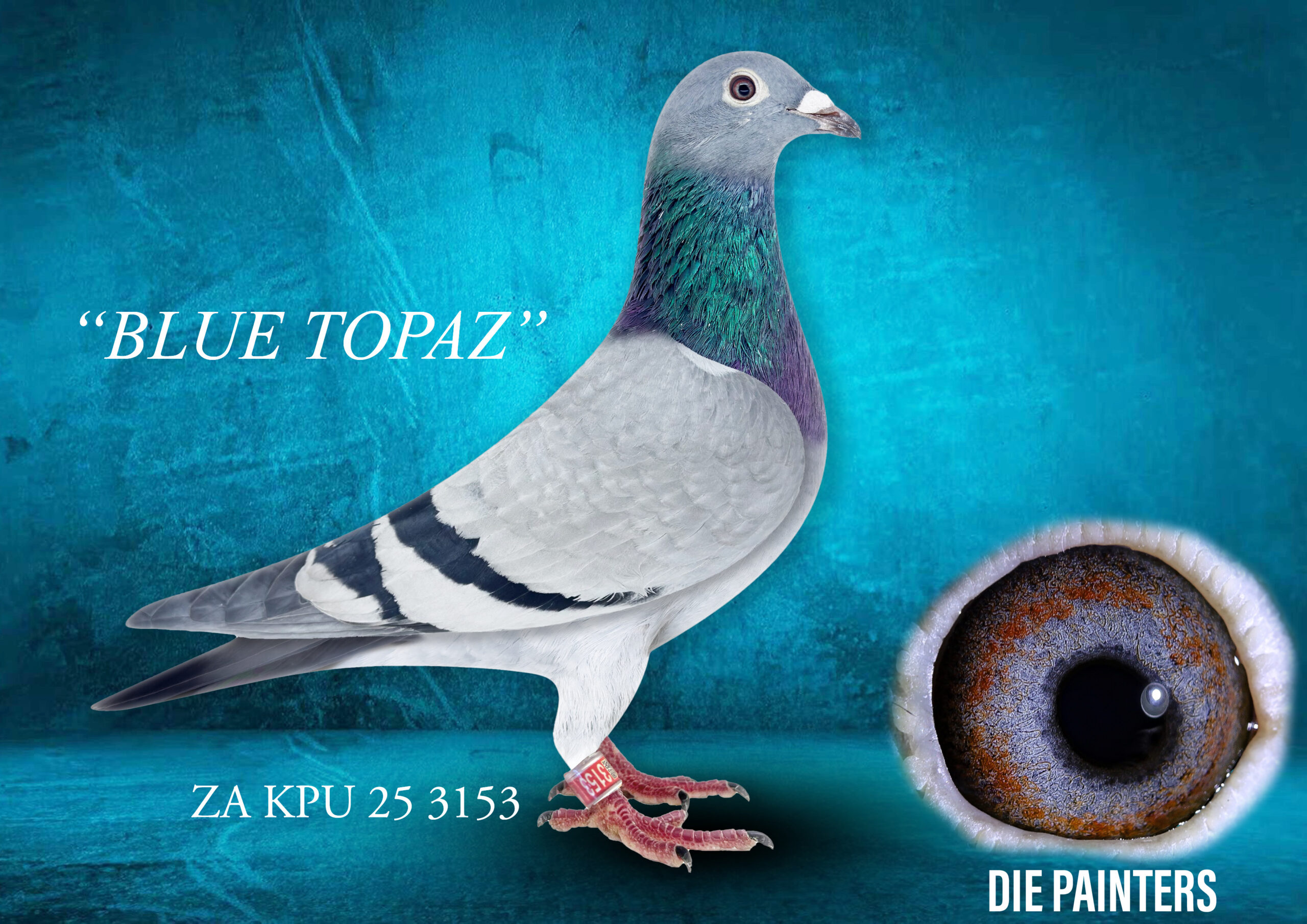 .LOT 5 DIE PAINTERS – ZA 25 KPU 3153 -“BLUE TOPAZ” Hen Painter Putterie Bb BLUE TOPAZ crosses two proven bloodlines: the Painter Putterie stock line through her sire “BLUE PERFECTION” (same father as flagship hen “SKATKIS HEN”), and the Out of Africa Syndicate JUAN 1 breeding through her dam “DOUBLE JUAN 1” (ZA 13 GPU 18441), the superbreeder “18441”. It is common knowledge that the vast majority of Tom Lock’s famous strain originates from the Painter Putteries from Dominee Painter. The famous “Toppie Hen” was bred out of “BLOU GROOTTE” and “SAM”, and her progeny via “The Egg Cock” and “Tom Lock Car Winner Hen” has produced thousands of champion racers across SA. The father of “BLUE TOPAZ” is “BLUE PERFECTION”, who carries the very same “BLOU GROOTTE” and “SAM” bloodlines. “BLUE TOPAZ” is a perfect specimen of this incredible bloodline and will surely bring her new owner much joy in the stock loft.SEE PEDIGREE!!!!