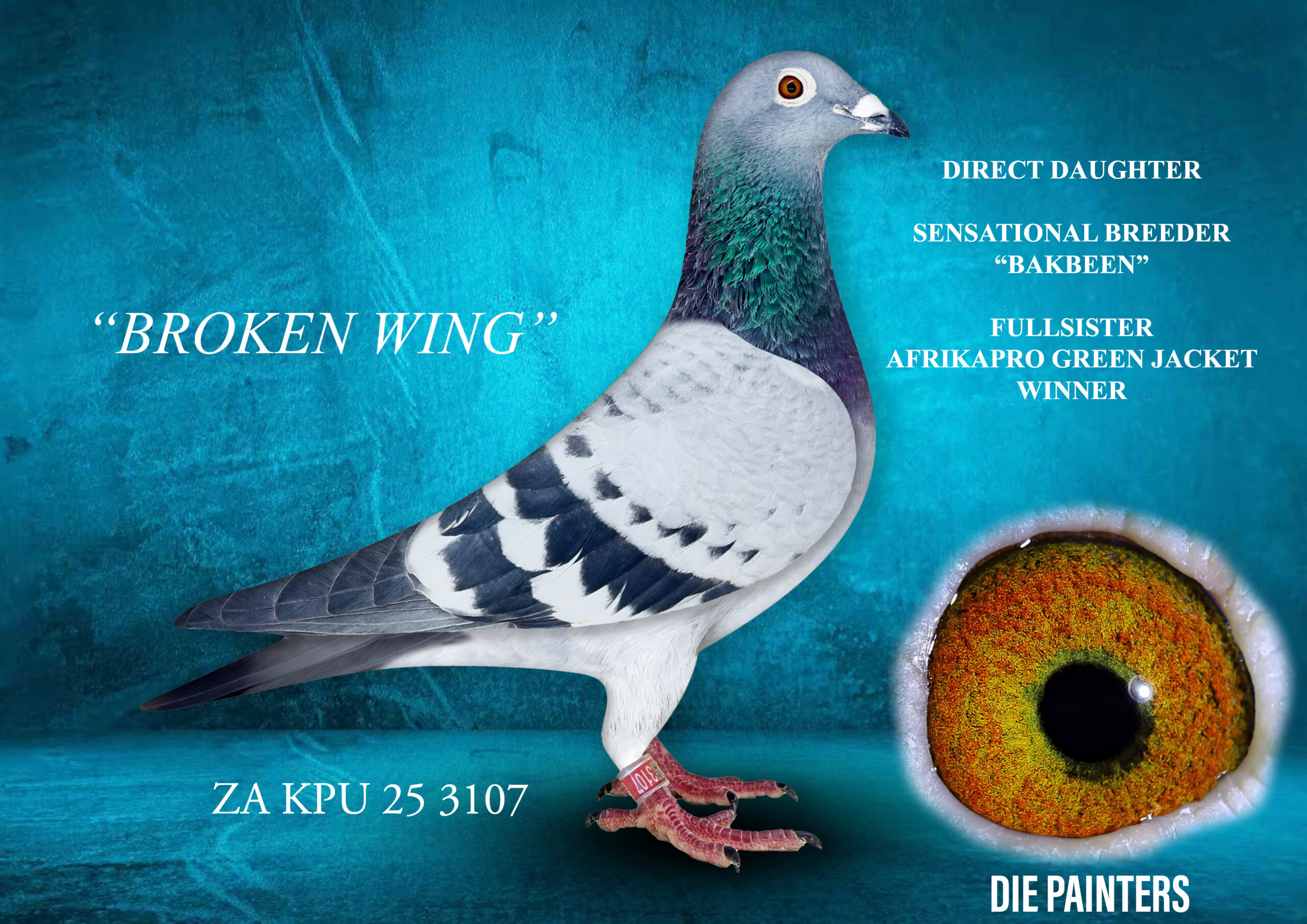 .LOT 7 DIE PAINTERS – ZA 25 KPU 3107 -“BROKEN WING HEN” Painter NG LC Hen Painter NG X Dijkstra This hen is a full sister of “SHEWASDU 2 WIN” our Afrikapro Green Jacket Winner. She broke her wing in a bad accident when chased by a hawk and flying into our neighbour’s glass sliding door. “SHEWASDU 2 WIN” attained one of our most cherished achievements during our career in pigeon racing by winning the Green Jacket Series at Afrikapro 2024 against close on 3000 of the world’s best pigeons. Directly out of superbvreeder “BAKBEEN’ our 1st Ace Pigeon Sprints in the Union. This cock has now bred: 1st Green Jacket Afrikapro 1st Race 6 Diaz OLR 2026 1st Enduro Race Diaz OLR 2022 1st Gauteng West Combine 2026 1st Drop 3rd Place HS3 SAIPR OLR 2023 The mother is a direct Arie Dijkstra bought by our partner Simon Ullrich afte, being handpicked by us when she was available after Afrikapro 2023. The outstanding feature of this hen is her super-soft & silky feathering. She ranks amongst the very best as far as this trait is concerned – as all champion fanciers know, this is a true sign of excellence!SEE PEDIGREE!!!