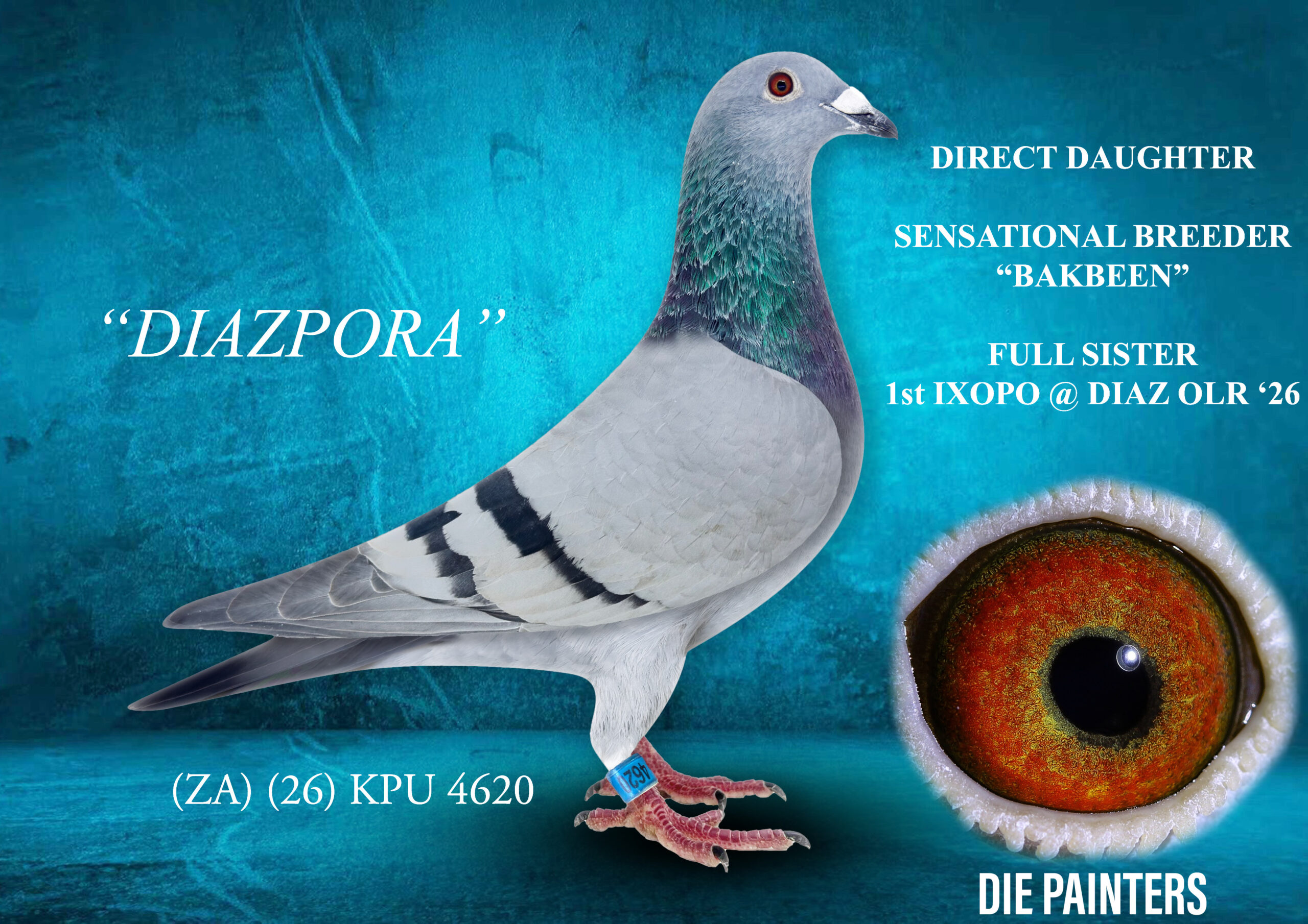 .LOT 3 DIE PAINTERS – ZA 26 KPU 4620 -“DIAZPORA” Hen Painter/Bertus Nel BB DIAZPORA represents a fresh cross between the Die Painters’ Painter Putt X line and AJ Nel’s proven Colesberg bloodline. Her sire is the famous “BAKBEEN”, the super breeder and sire to: “SHEWASDU 2 WIN” 1st Green Jacket Afrikapro 2024, “BERTIE” 1st Race 6 Diaz OLR 2026, “THE FIX” 1st Race 8 Diaz 2022 and “BAKKOP” 1st Gauteng West Combine 2026. Her dam, 101304 ZA 2023, is a proven AJ Nel racer – 13th Williston 434km, 14th LGamka 397km and 19th PAlbert 422km – out of “BLIKSEM 280” (brother to super breeders Bliksem 57 & 58) and “DAUGHTER LINCOIN”, an excellent breeder for Gavin Dargie. The pairing brings together two proven performance lines, combining Painter Putt X power with AJ Nel’s Bliksem/ Lincoin distance breeding out of Colesberg.SEE PEDIGREE!!!