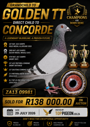 UPCOMING AUCTION - DIRECT CHILD CONCORDE - FROM 27 JULY TO WEDNESDAY 29 JULY 2026 (ENDING 20:10)