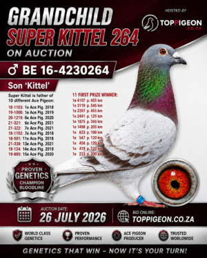 UPCOMING AUCTION - GRANDCHILD SUPER KITTEL 264 - FROM 21 JULY TO SUNDAY 26 JULY 2026 (ENDING 14:00)