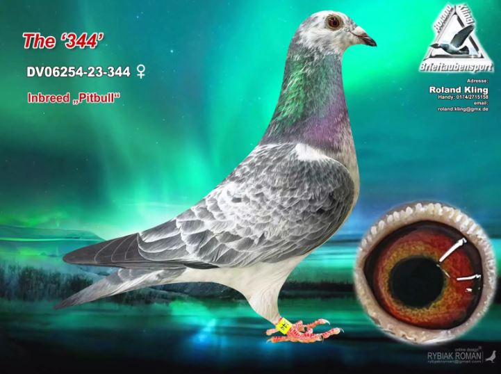 .LOT 1 PITBULL QUEEN – DV 06254 23 344 -SIRE: BELG 21-6208766 — “GRANDCHILD PITBULL” A top-class Vermeerbergen-Wilms Pitbull cock, bred from BELG 15-6048139, a direct son of the famous Pitbull, paired to BELG 18-6243159 “Lady Pitbull.” “Lady Pitbull” was a strong racer, winning: 1st Quievrain 5th Quievrain against 493 pigeons 21st Quievrain against 549 pigeons 32nd Quievrain against 1,384 pigeons 41st Quievrain against 734 pigeons 75th Quievrain against 2,332 pigeons 9th Fay-au-Loges against 706 pigeons This sire carries the blood of the legendary Pitbull, winner of six first prizes and responsible as sire or grandsire for more than 75 first-prize winners. Pitbull descendants have also achieved major provincial and national Ace Pigeon titles.—————-DAM: BELG 22-6096349 — “DOMINO” A heavily inbred Pitbull hen bred by Sven Fierens. She is a daughter of BELG 14-6060069, a son of Pitbull, paired to BELG 15-6168841 “Miss Pitbull.” “Miss Pitbull,” bred by Rudy Van Reeth, is another direct daughter of the legendary Pitbull. Her dam, BELG 11-6168948 “Lichtje,” brings in the renowned Olympic Bolt and Leo Heremans bloodlines through BELG 10-6146323. “Domino” combines Pitbull on both sides of her pedigree, making her a strongly concentrated representative of this proven family of winners and Ace Pigeons.SEE PEDIGREE!!!