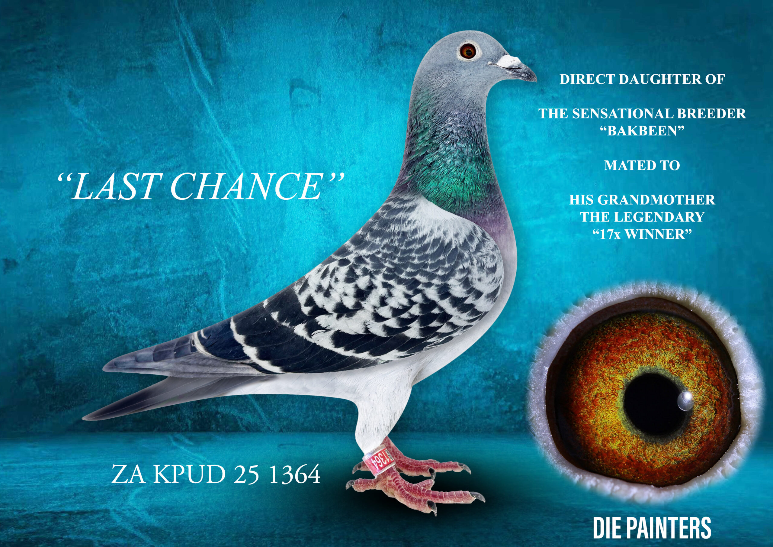 LOT 10 DIE PAINTERS – ZA 25 KPUD 1364 -“LAST CHANCE” Hen Painter NG Check Direct daughter of the famous “17x WINNER” when mated to her equally famous grandson, the breeding sensation, “BAKBEEN”. This is the very last daughter of the foundation hen of our loft to be sold on open auction. The “17X WINNER” (D0479/13), described by the late Ds Painter as the best pigeon to ever grace the Painter family lofts in over 60 years. Her blood literally runs in every one of our great performers of the last 10 years. Amongst them is OLR superstars, SANPO Gold, Silver and Bronze Medal Winners, Combine, Union and Club Ace Pigeons and hundreds of winners right across SA. Bred back to her own grandson, linking directly into the famous “DIAMOND PAIR” – “KONING KAAS” x “THE 17 X WINNER” – foundation of the Painter NG line. The sire of “LAST CHANCE” is the famous “BAKBEEN” , a sensational breeder and sire to : “SHEWASDU 2 WIN” 1st Green Jacket Afrikapro 2024, “BERTIE” 1st Race 6 Diaz OLR 2026 “THE FIX” 1st Race 8 Diaz 2022 “BAKKOP” 1st Gauteng West Combine 2026. SEE PEDIGREE!!!!