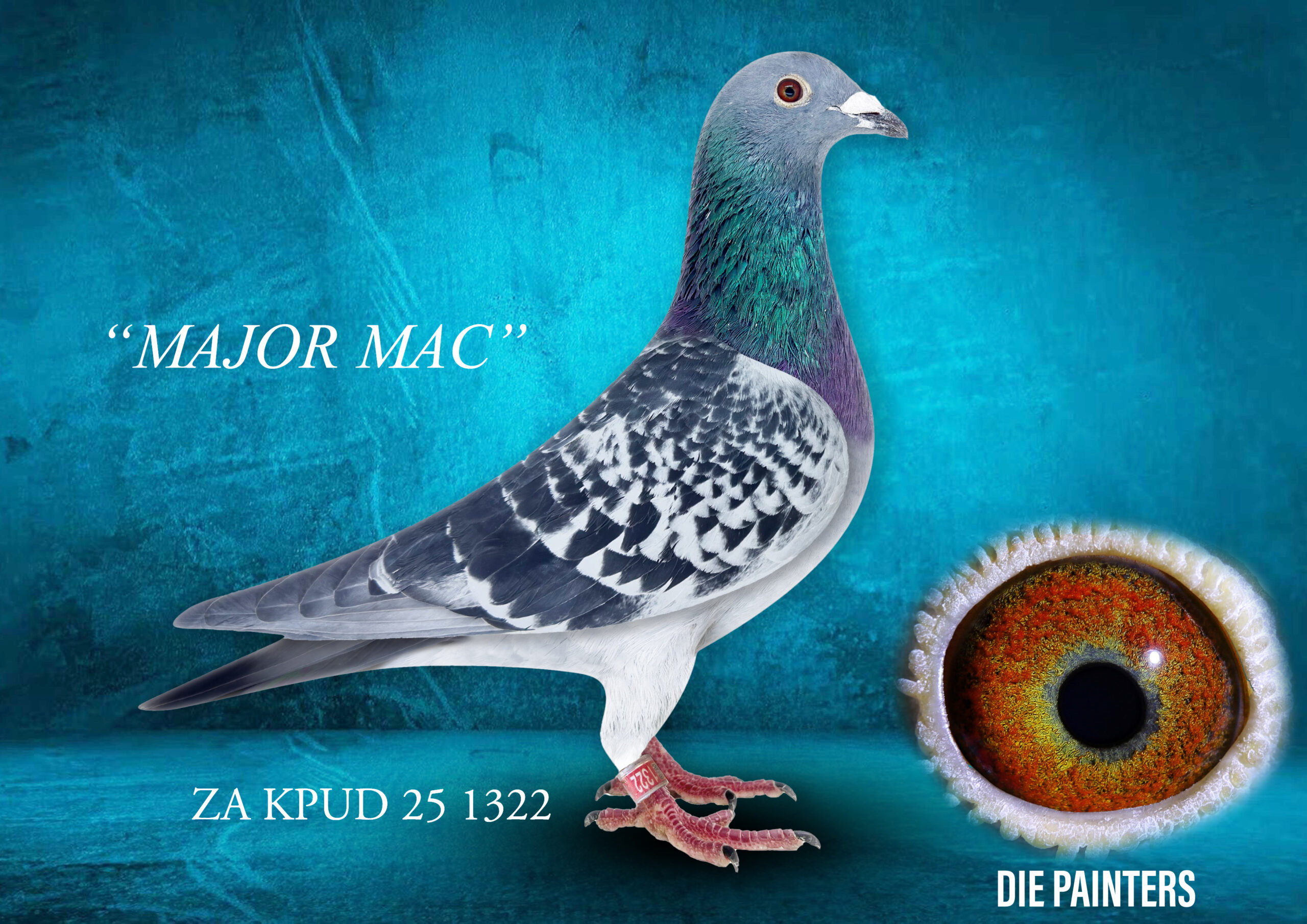 .LOT 4 DIE PAINTERS – ZA 25 KPUD 1322 -“MAJOR MAC” Cock Painter/Pigeoneers Bc What a specimen!! This cock is top class in every way. MAJOR MAC is bred out of two direct children of the legendary “DR FERDINAND”, the undisputed No 1 Cock of Pigeoneers – his sire MINI ME and dam SMALL 744 are in fact half-siblings, both bred out of Dr Ferdinand. His sire, “MINI ME” (1720/13), is the 12-year-old foundation cock of Pigeoneers – father to the legendary racer “CHER AMI” and father/grandfather to many further winners including Ace Pigeons. His dam, “SMALL 744” (ZA KPU 23 744), is a full sister to “NATALIE”, the SANPO Medal Winner – both daughters of Dr Ferdinand out of the legendary “17 X WINNER”. This concentrated Dr Ferdinand breeding, doubled up through two different daughters, makes MAJOR MAC an exciting stock prospect for the new owner. In our opinion, these pigeons are the best short distance pigeons in the country!SEE PEDIGREE!!!!
