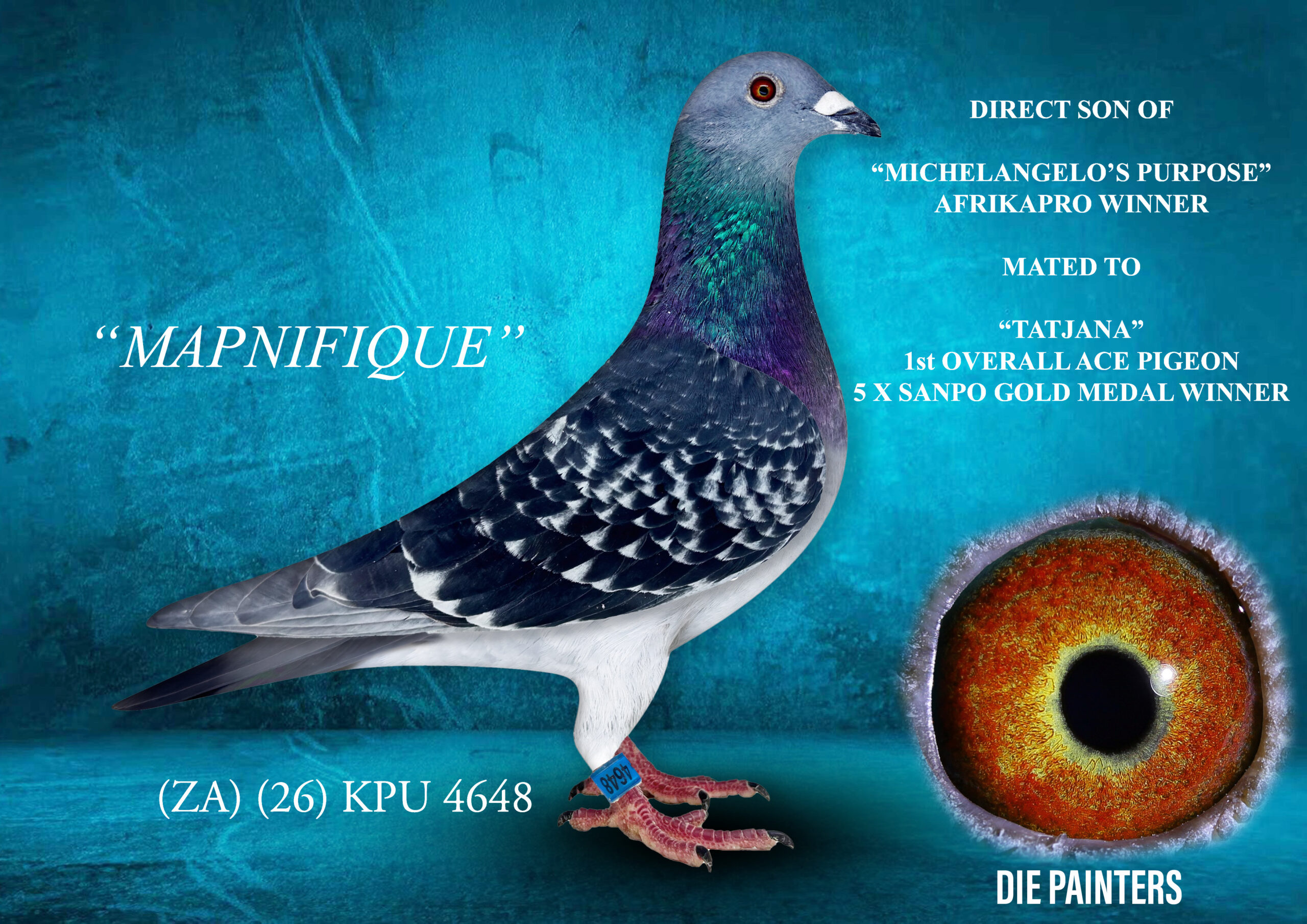 .LOT 1 DIE PAINTERS – ZA 26 KPU 4648 “MAPNIFIQUE” Cock Painter Dc The top achievement in OLR’s is to win the AFRIKAPRO FINAL and the top achievement in program racing is to win the SANPO GOLD MEDAL OVERALL. This cock is bred directly out of the two pigeons who respectively achieved both of these during 2024 & 2025. His father is “MICHELANGELO’S PURPOSE” aka “MAP”, the winner of the Afrikapro Final in 2025. He not only won the Final but scored in the Top 100 5 times in the series of 10 races. Except for his win in the Final Race he was also in the first drop on two more occasions. The mother of this cock is “TATJANA” who is the best racer we have ever owned. She won 5 X SANPO Gold Medals including 1st National Ace FCI Class as well as 1st National Ace 500 to 2000 pigeons. She is a 3 X Union Winner, Combine WInner and 7 X Club Winner. This cock is a dream pigeon – perfect performance genetics, perfect build, perfect throat and perfect wing!SEE PEDIGREE!!!!