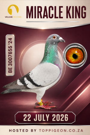 ACTIVE AUCTION - MIRACLE KING - FROM 20 JULY TO WEDNESDAY 22 JULY 2026 (ENDING 20:05)