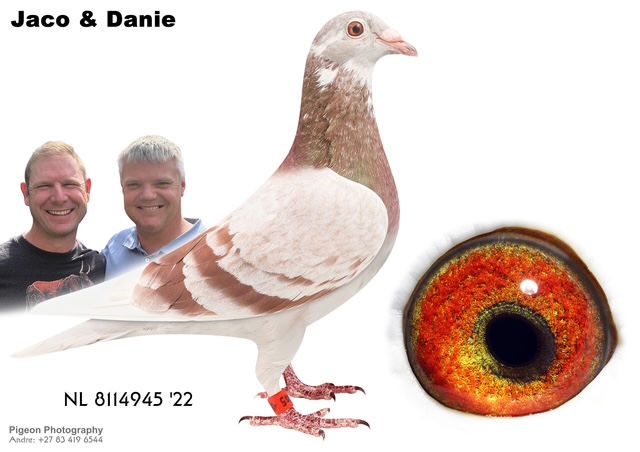 LOT 14 JACO & DANIE – NLD 22 8114945 -SIRE:4237416 BE 18.Alias “VALE GREIPEL” Strain: DIRK Van Den BULCK Color: MEALY WHITE FLIGHT SON OF GRIEPEL VALE GREIPEL BRED GREAT RACERS AND HIS CHILDREN AND G CHILDREN BREEDING WINNERS.————-DAM:1630233 NLD 18.Alias “HANOI” Strain: DIRK Van Den BULCK Color: Blue Pied SUPER INBREED TO BROTHER GOEDE RODE – KATU BRED FROM BROTHER GOEDE RODE X OLYMPIC ROSITA!! Half borther to: – KITTEL 1. Nat.ace KBDB 2013 1.best sprint ace in KBDB history 1.Quievrain 2089 b 1.Quievrain 1792 b 2.Quievrain 2023 b – ALICIA BRED FROM BROTHER GOEDE.SEE PEDIGREE!!!