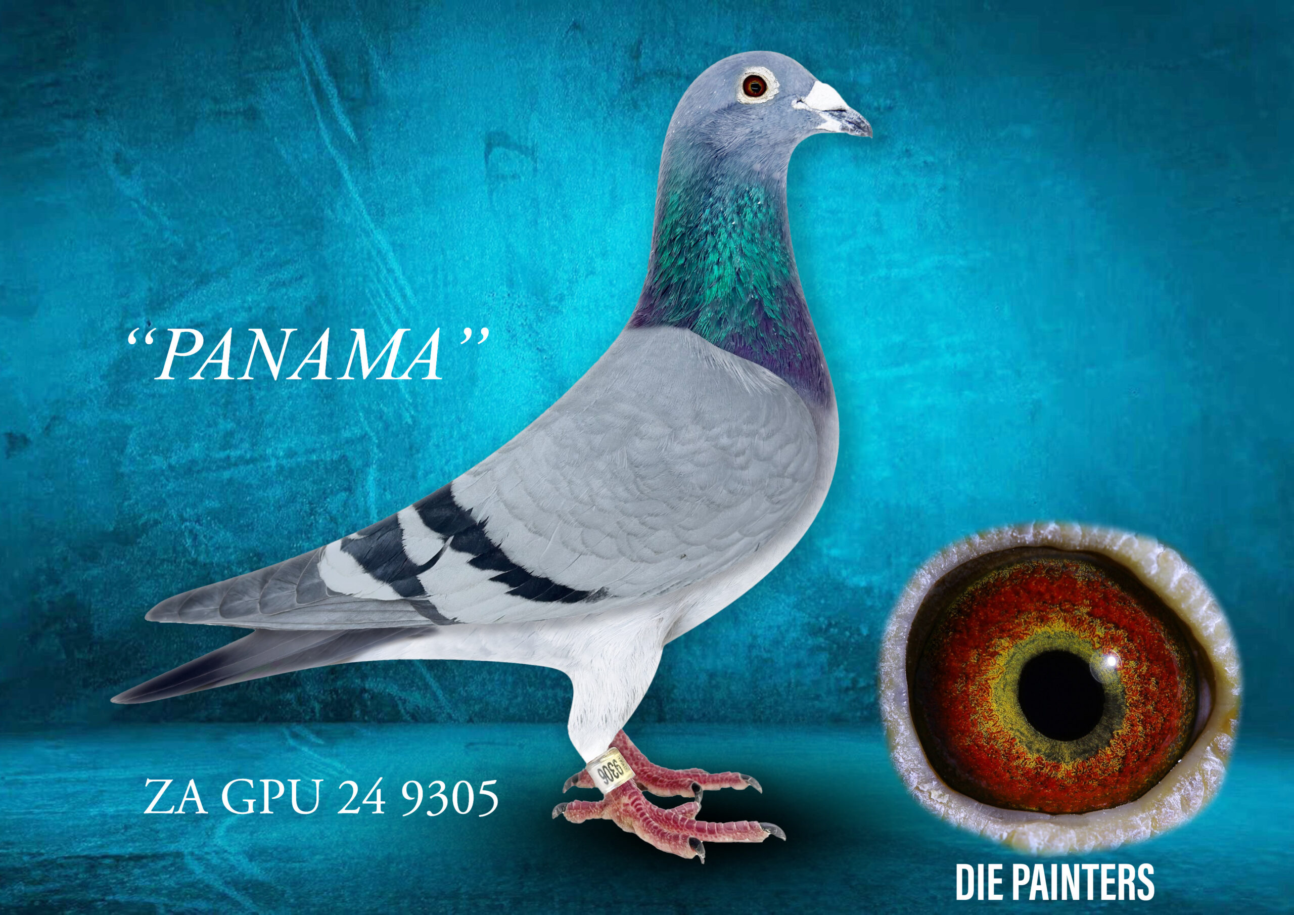 .LOT 9 DIE PAINTERS – ZA 24 GPU 9305 -“PANAMA” Cock Painter Putt/Patmos Bb Direct son of famous No 1 Patmos pair. PANAMA is the product of a proven “click pair” – his sire “PATMOS” and dam “NEW LITTLE MAMA” bred several winners and top performers together in the strong competition on the East Rand. His sire, “PATMOS” (08668 ZA 15, alias “Figo Tom”), is the Foundation Cock of Ds Hennie Pienaar. His dam, “NEW LITTLE MAMA” (260/20), is the last daughter of the legendary “LITTLE MAMA”, bred from one of the last matings Dominee Painter made at his lofts in Parktown, Johannesburg. She is halfsister to “BLUE WHIP”, the super breeder father to two SANPO Gold Medal winners and granfather to the Afrikapro Winner amangst many other champions. The children of Patmos x New Little Mama have also turned out to be top class breeders, making PANAMA an exciting stock prospect.SEE PEDIGREE!!!!
