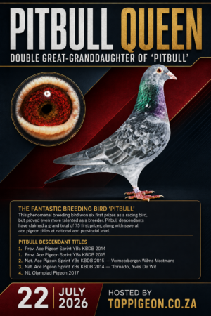 ACTIVE AUCTION - PITBULL QUEEN - FROM 20 JULY TO WEDNESDAY 22 JULY 2026 (ENDING 20:00)