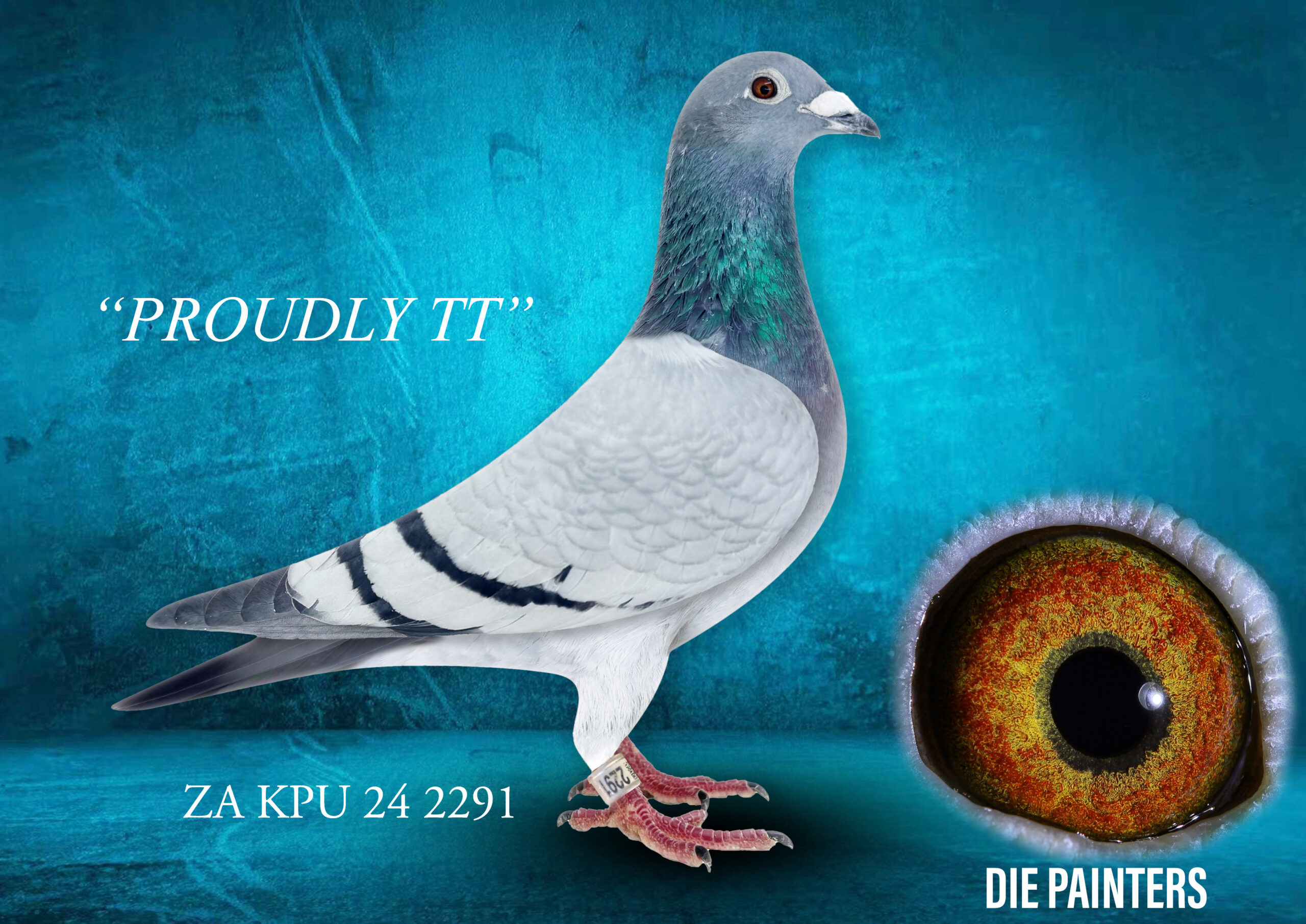 .LOT 6 DIE PAINTERS – ZA 24 KPU 2291 -“PROUDLY TT” Hen Golden TT line Bb PROUDLY TT unites the best Twilight Turbo Tom lines that are making history at Afrikapro and elsewhere. The sire, “FERDIE”, is a direct son of Mountain Loft’s famous pair “THE DRUMMER” X “SILENCE”. “SILENCE” being a direct daughter of the famous “KLEIN CHARL”. “FERDIE” is full brother to 3 Ace birds including a 1st PTA-Combine Leeu-Gamka 990km winner and 1st Ace PTA-Fed Long Distance 2011. Her dam, “PALACE TT” (10584 19 ZA), is a halfsister to a SANPO Gold Medal winner allround 2019, out of the famous “Golden TT” family. This cross brings together championship Desmet distance breeding with proven SANPO Gold Medal winning stock.SEE PEDIGREE!!!!