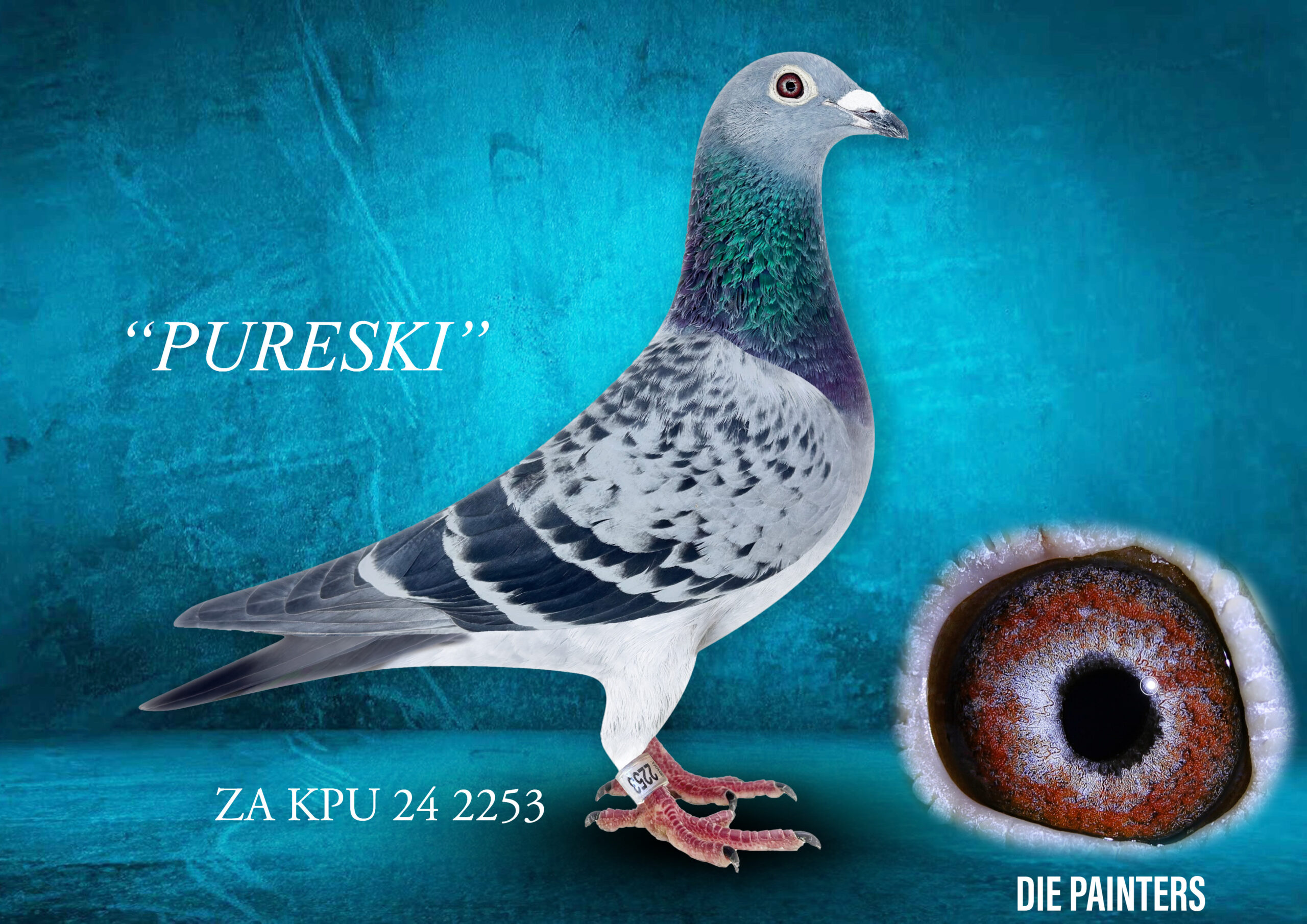 .LOT 8 DIE PAINTERS – ZA 24 KPU 2253 -“PURESKI” Hen Painter NG LC This hen is the product of a full brother to full sister mating. Her parents are two of our most famous producers and their progeny is making history all over SA. A breathtaking young hen specifically selected for stock. Bred from full-brother to full-sister out of two SUPER BREEDERS! Both parents are out of the legendary “POTSHOT PAIR” and are two of our most famous breeders. They have bred too many champions to be able to mention them all here. She is out of the famous “MOLTENO HEN” who is also the mother of “STRAWDI” our 4 X Union Winner, 2 X Combine Winner and 7 X Club Winner. Also mother to “LONGOLD” – the Sanpo Gold Medal Long Distance Winner in 2022. Also “HOT CHOCOLATE” one of our most famous racers. The father is “PARMANTIG” who has bred 11 individual winners including 3 Union Winners and is also father to “PARMEDAL” 7th Blue Jacket Afrikapro 2023. His one son is the foundation producers for Benjamin & Son in Cape Town.SEE PEDIGREE!!!