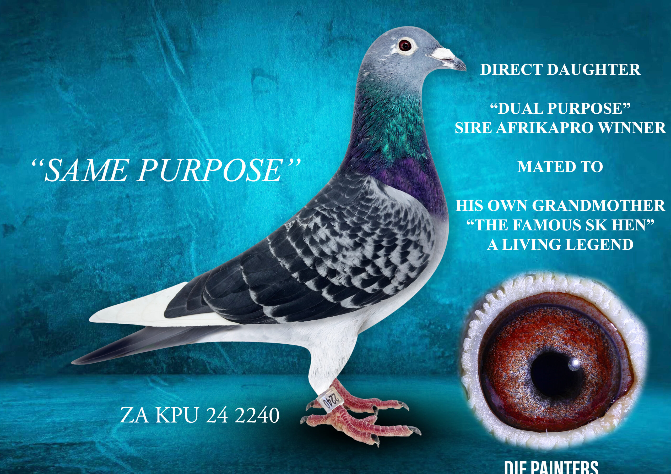 .LOT 2 DIE PAINTERS – ZA 24 KPU 2240 “SAME PURPOSE” Hen Painter NG Dc Pied The product of a SENSATIONAL ONCE-IN-ALIFETIME MATING!! This young hen is a splitting image of her famous father – the SUPER RACER & BREEDER “DUAL PURPOSE” FATHER OF THE AFRIKAPRO FINAL RACE WINNER 2025 mated to his living legend grandmother “THE FAMOUS SK HEN” “DUAL PURPOSE” won SANPO SILVER & BRONZE in 2019 and became one of the most famous breeders in SA. Not only did he produce the AFRIKAPRO WINNER but literally all his children have turned out to be super breeders against the strongest competition. His one daughter is the mother to Bennie Smit’s 4 X Union and Fed Winner – against the strongest competition in the GPU and TRPF “THE FAMOUS SK HEN” has become a household name in South Africa and the world through the exploits of her children, grandchildren, g/grandchildren and g/g/grandchildren. Her progeny includes more than 250 winners across South Africa and already includes winners in 4 generations.SEE PEDIGREE!!!