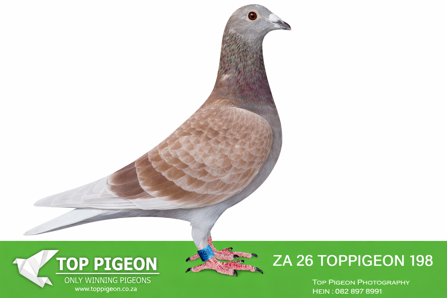 LOT 20 BENEKE LOFTS – ZA 26 TOPPIGEON 198 -SIRE:13219 ZA FB 24.VERMEULEN LOFTS.SAPIR SUMMER RACE 2024 HOTSPOT 4 – 15TH / HOTSPOT 3 – 7TH.GRANDSIRE IS IS HALF BROTHER TO DAM 8 X SANPO MEDAL WINNER “TURBO KITTEL”.———-DAM:25954 ZA SANPO 24 Beneke Lofts. DAM IS CARNIVAL LOFT WINTER SERIES 2024 1ST PLACE OUT OF 1021 PIGEONS IN THE FINAL FROM HANOVER WITH AN AVERAGE SPEED OF 1178,066M/MIN 1ST PLACE IN THE KNOCK OUT COMPETITION .SEE PEDIGREE!!!!
