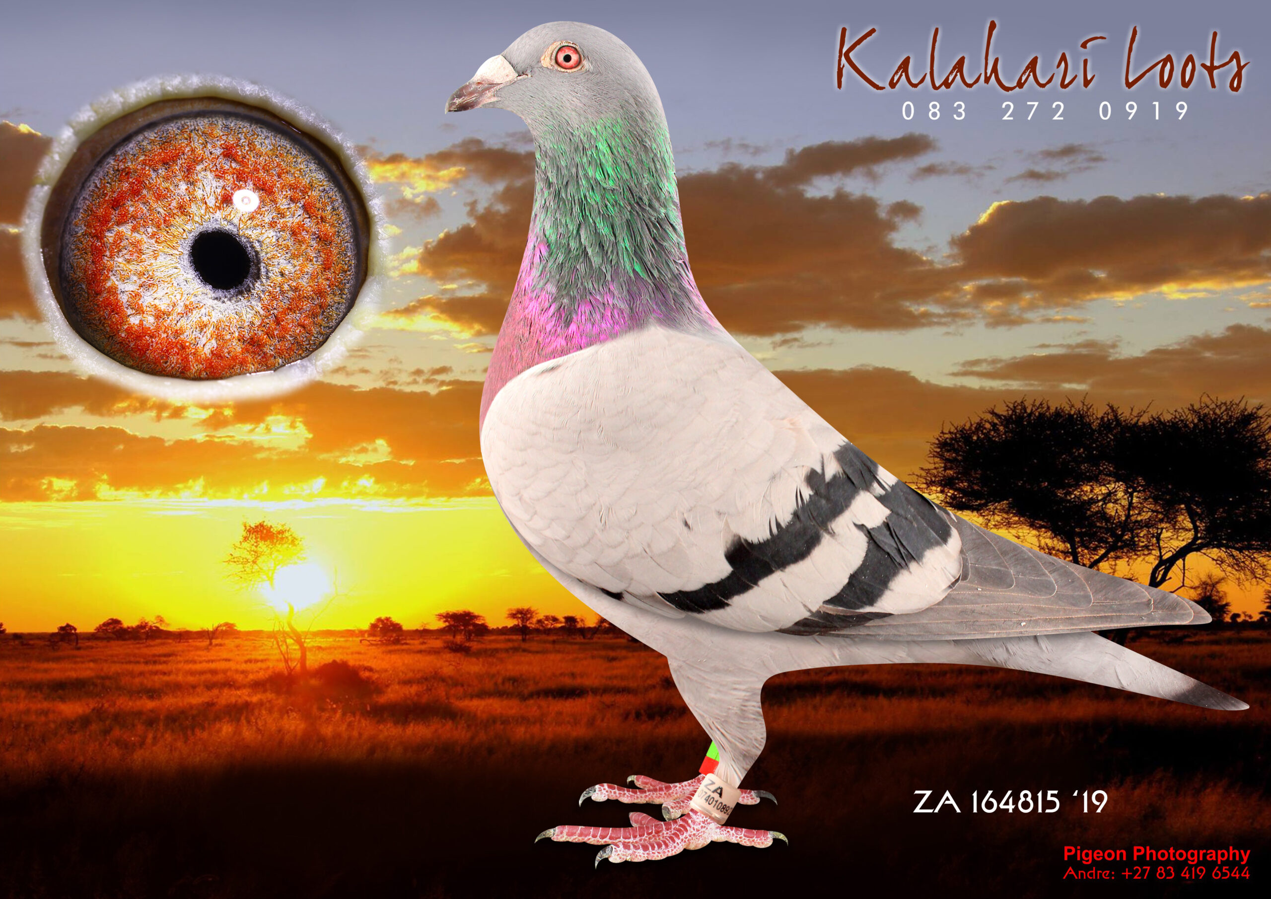 LOT 21 KALAHARI LOOTS – ZA 19 164815 -Base of Kalahari Loots Bloues / Leon Meyer ‘Oil Baron’ Top of the Range JLN Houben via the Late Ds Gert Visser Blend of Nr 1 Breeders: 67314 SA KPF 05 NR 14 Loots Bloue Foundation & Dreyer Hen ‘Knopneus’, bred at least 15x Winners————–SIRE:1645 ZA NWPF 10.Inbr Houben/ Loots Bloues BB Foundation Stock ½ Br of 3e CPL Y/L’s Leeu Gamka Central Prov Loft 524 Km.‘Kalahari Robber’ (Same Sire) Sire Top of the Range Houben’s via Ds Gert Visser Top Stock for Kalahari Loots / M Fourie.————DAM:8725 ZA NRHU 15 L Meyer / Loots Bloues BB Foundation Stock Br 8725 Bred 1e Klerksdorp Sales Race of Top Breeder. ‘Knopneus’ 55e Dinokeng ODL (Son Super Stock Pair ‘Oil Baron’ 103e Samdpr off Hofkens x Nico-D’ Gr.Dght Parma’ & Nico Dreyers Best Oscars. Dam is Founding Hen ’14’, 67314-05 SA KPF 3x 1e. Bred 20x 1e. She Is Base Hen, Loots Bloues. SEE PEDIGREE!!!