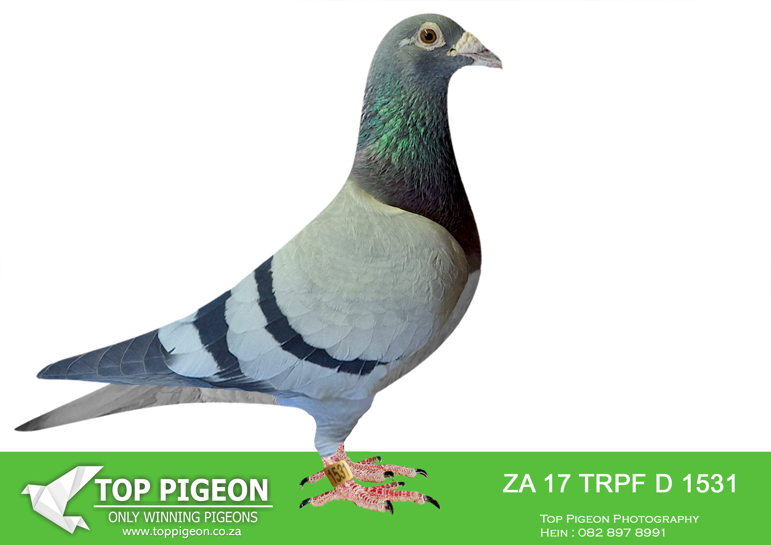 LOT 28 WORLD CUP FEVER AUCTION – ZA 17 TRPFD 1531 –