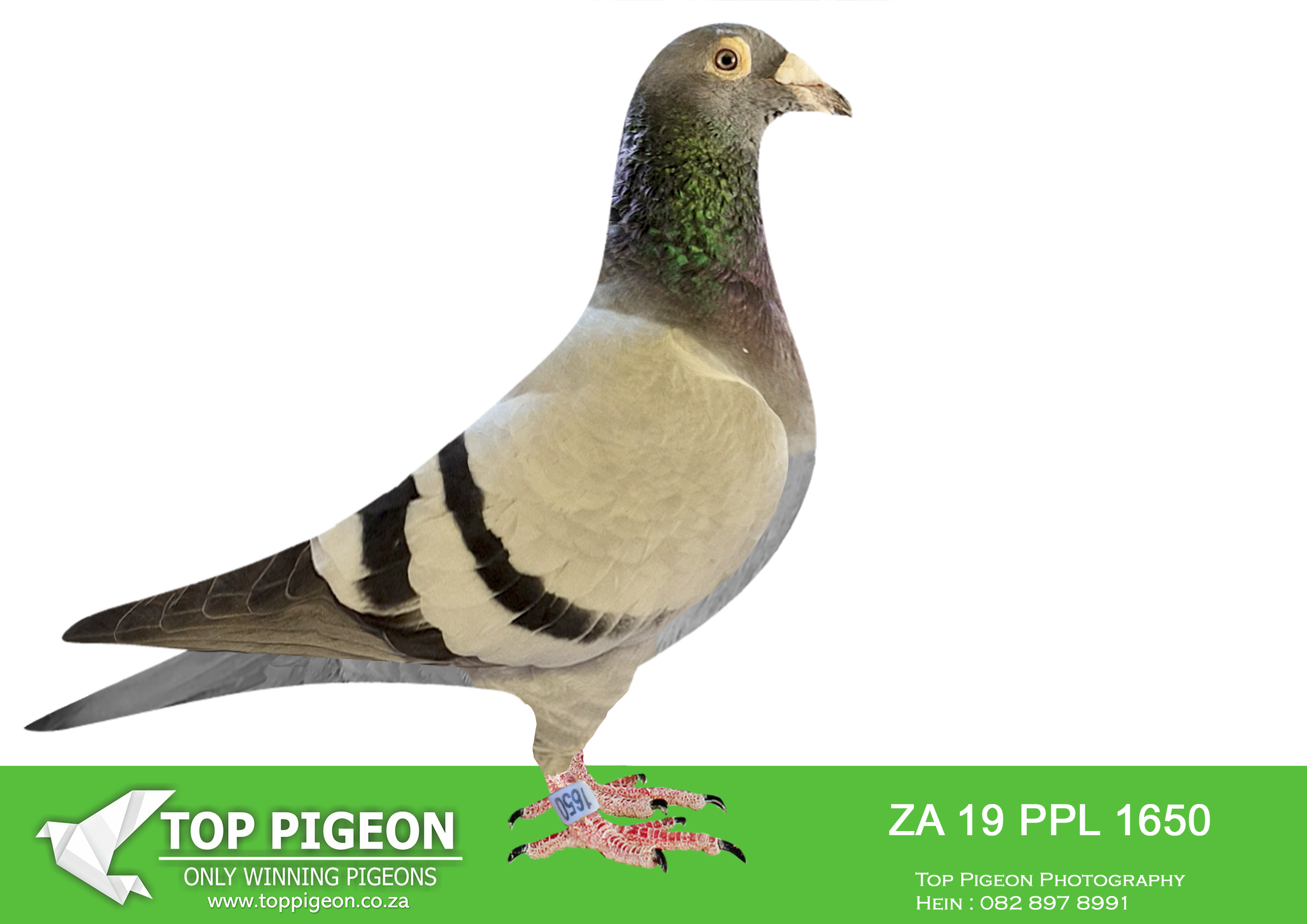 LOT 29 WORLD CUP FEVER AUCTION – ZA 19 PPL 1650 –
