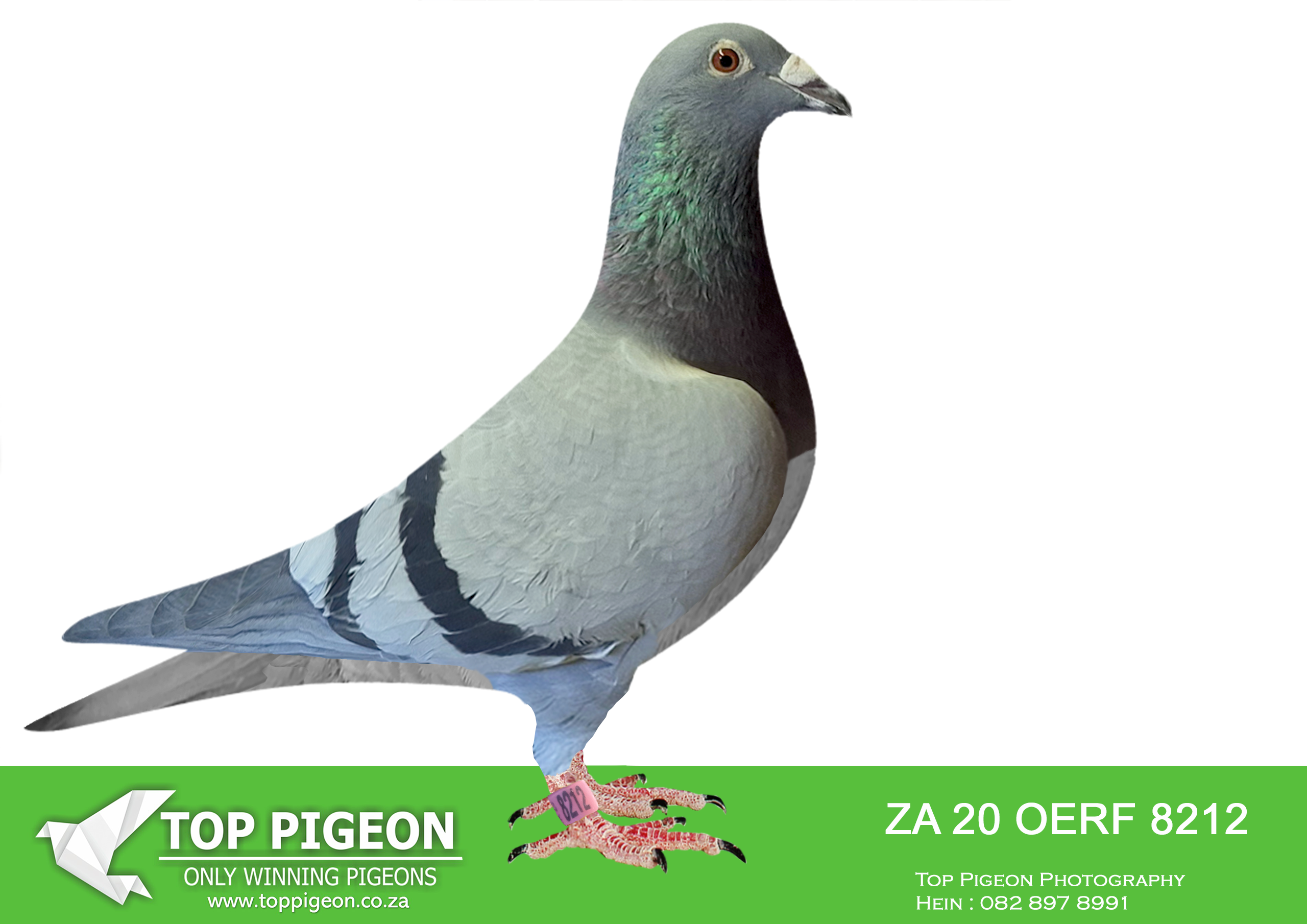 LOT 31 WORLD CUP FEVER AUCTION – ZA 20 OERF 8212 –