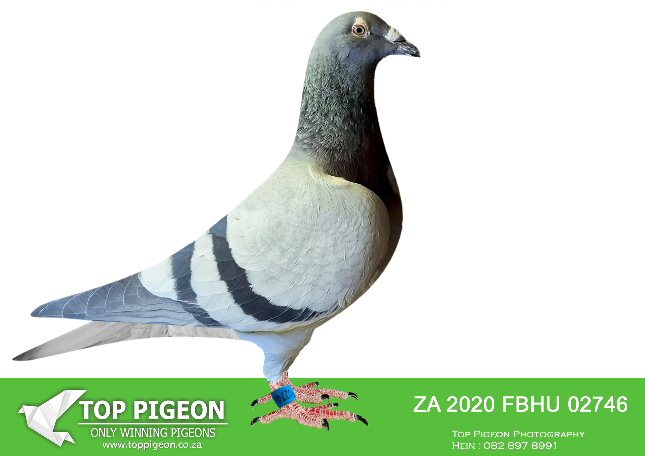 LOT 37 WORLD CUP FEVER AUCTION – ZA 20 FBHU 02746 –
