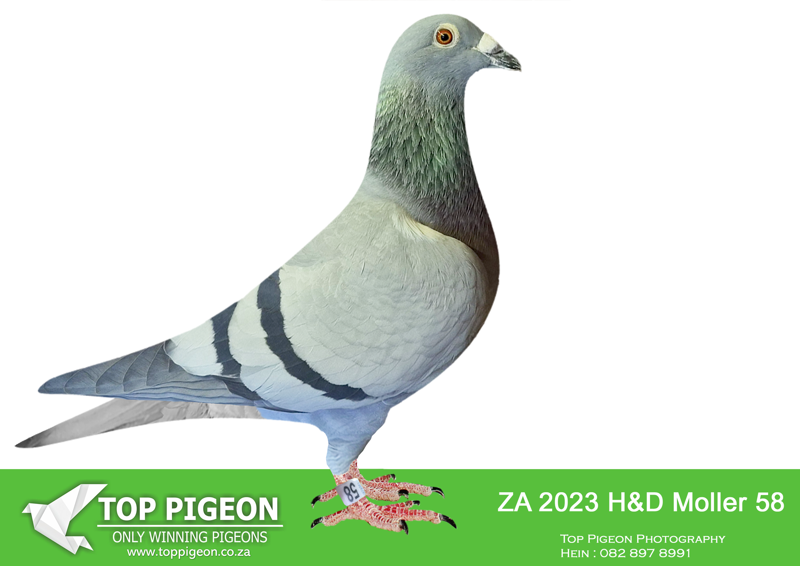 LOT 38 WORLD CUP FEVER AUCTION – ZA 23 HD MOLLER 58 –